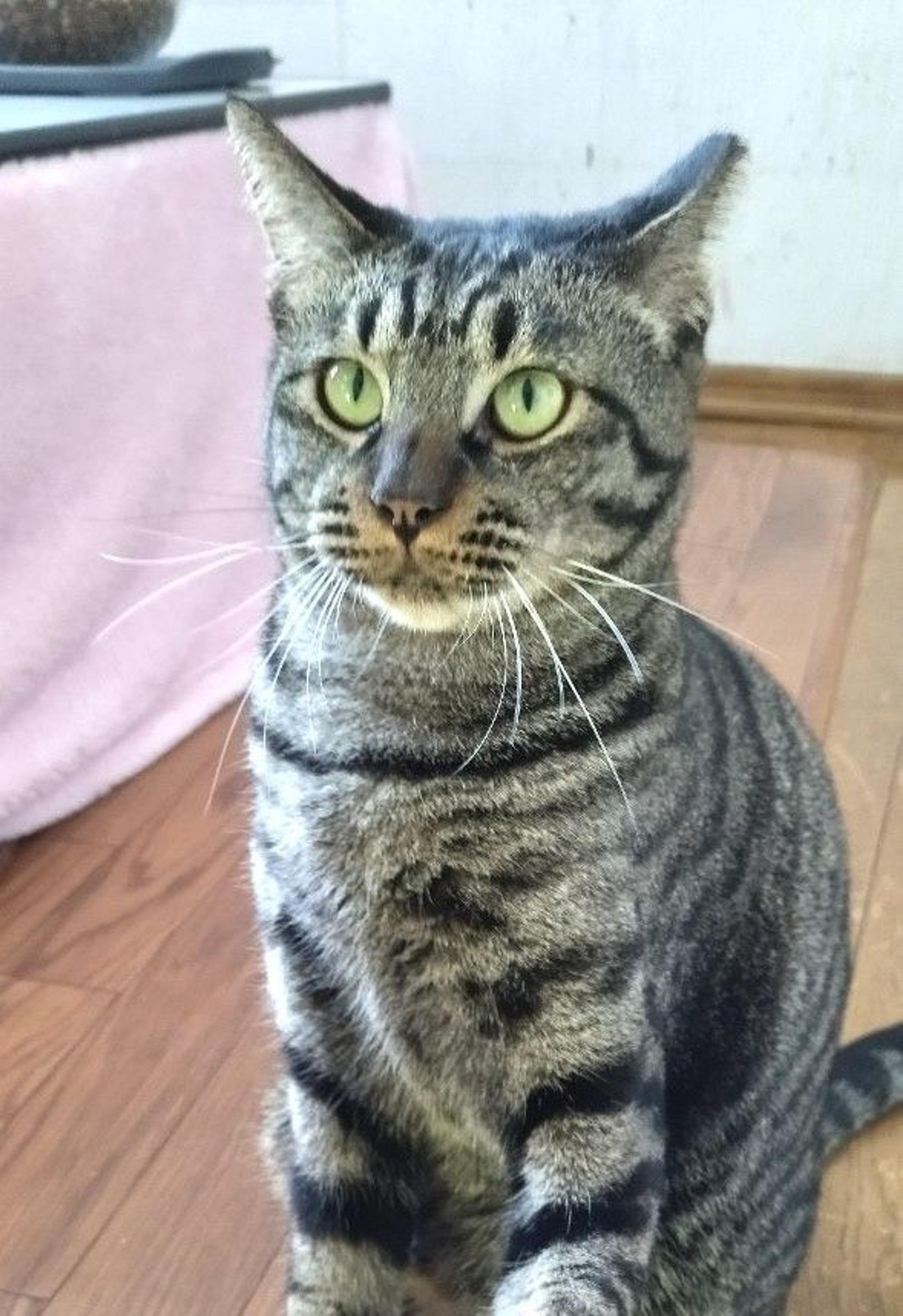 pet-image-5