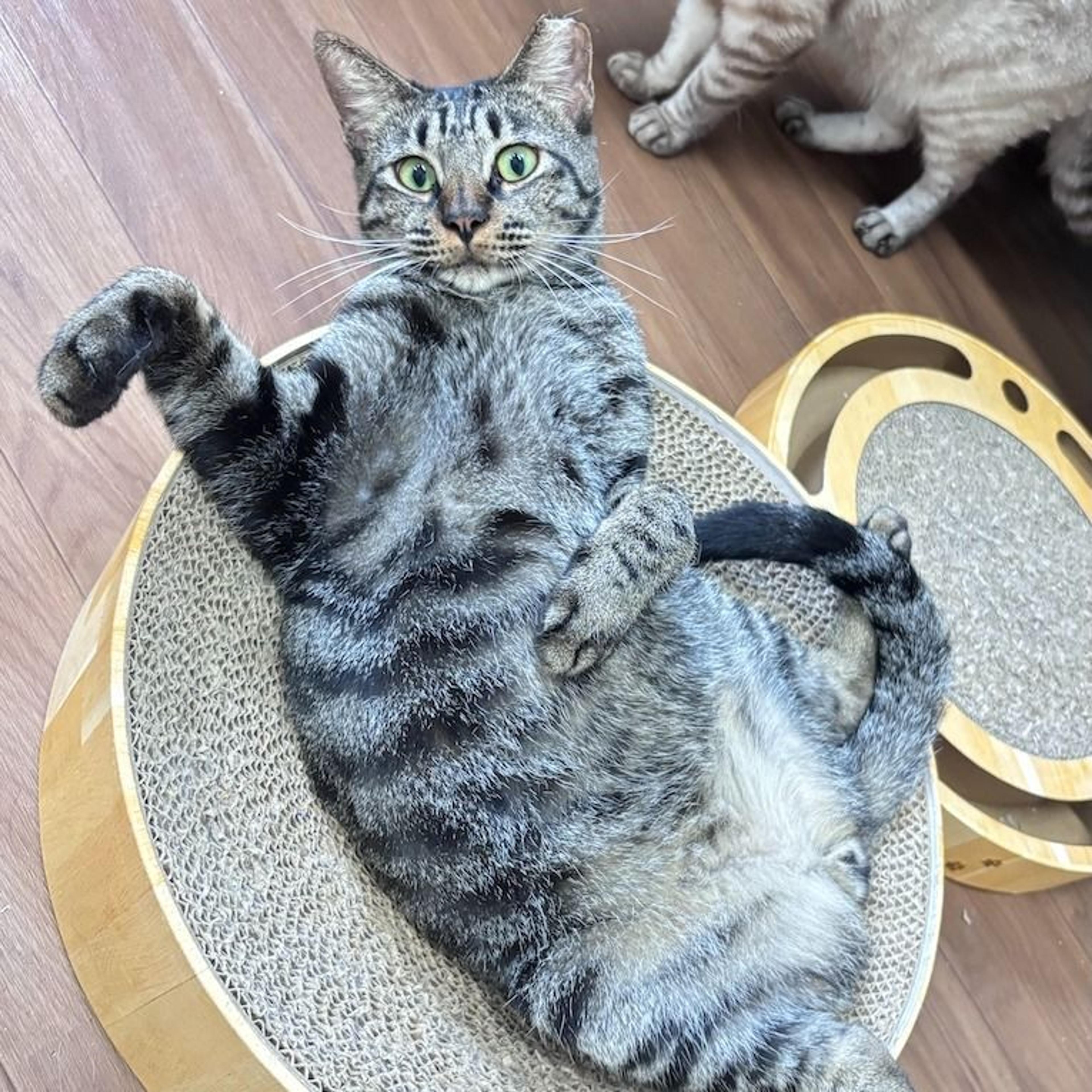 pet-image-7