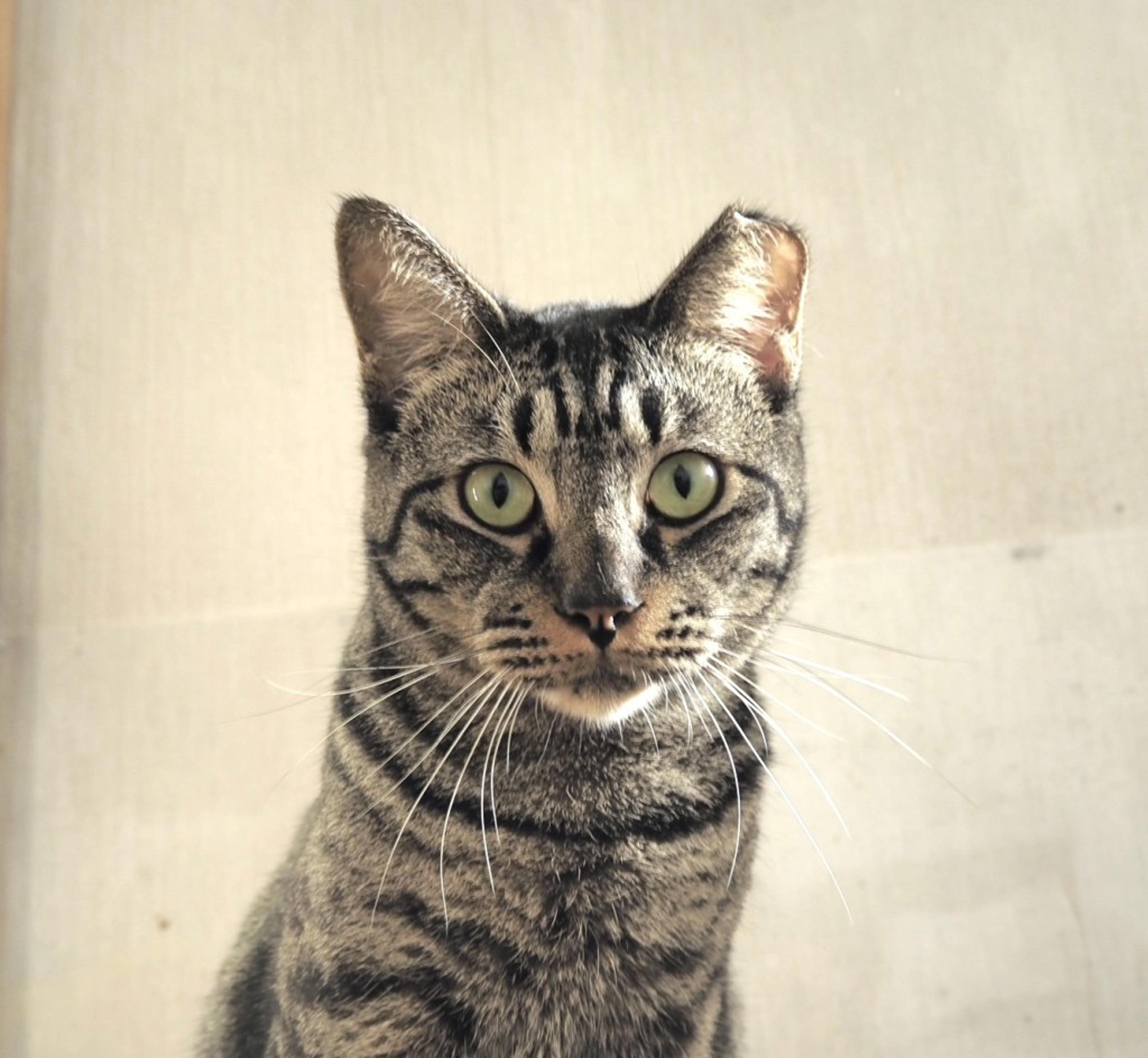 pet-image-2