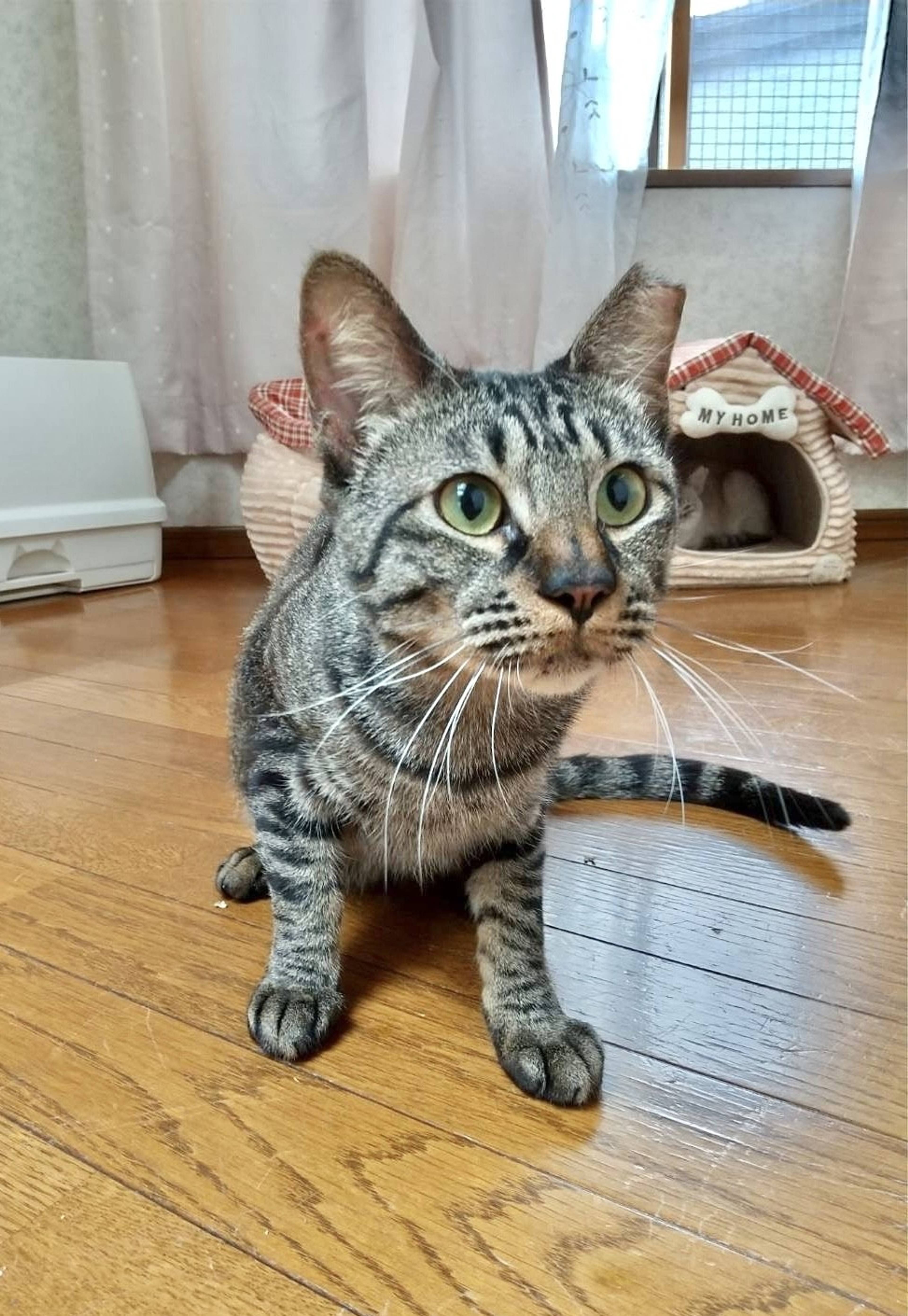 雑種（ミックス猫）・メスの里親募集の写真