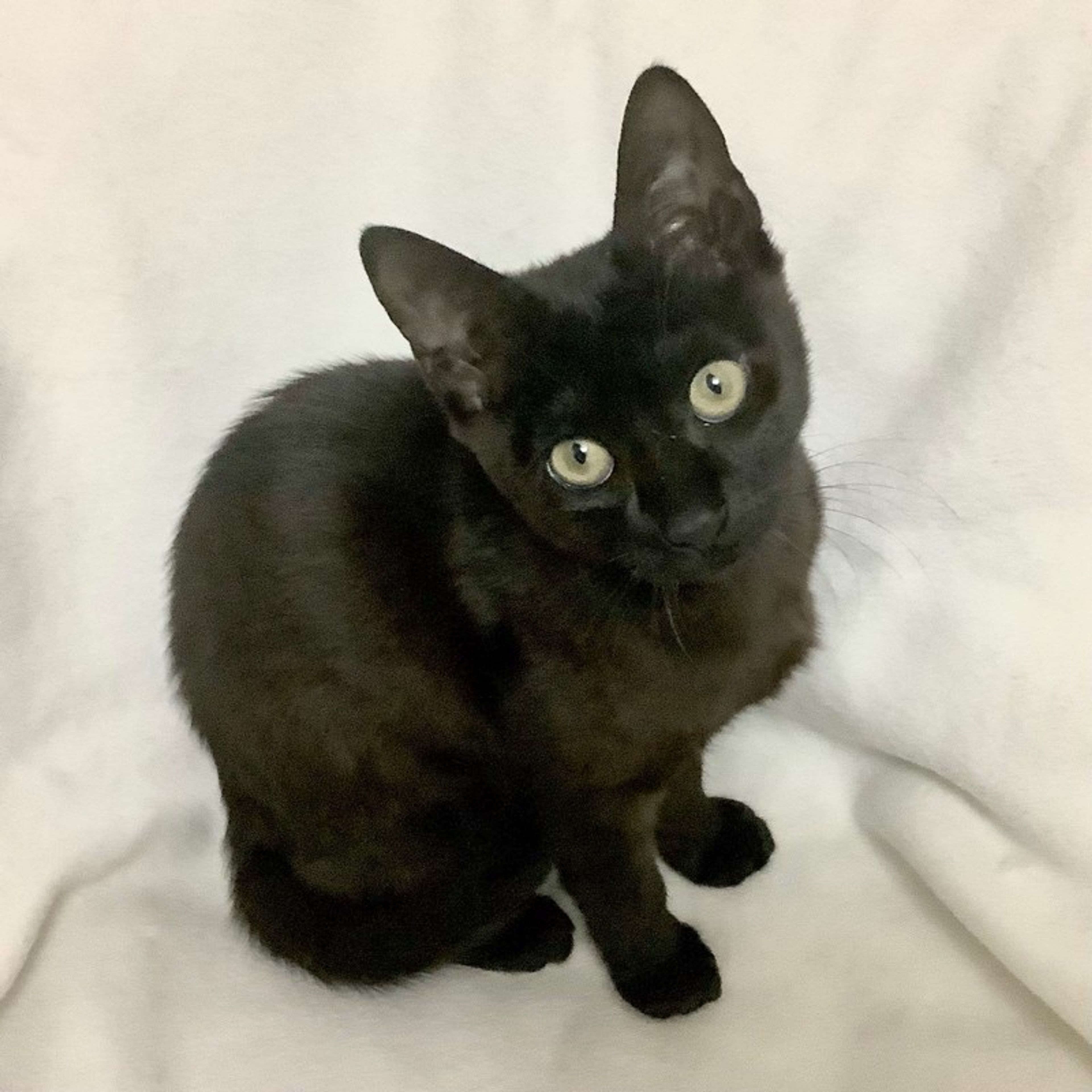 pet-image-4