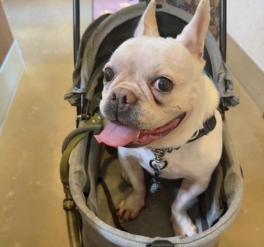 フレンチ・ブルドッグ・メスの里親募集の写真