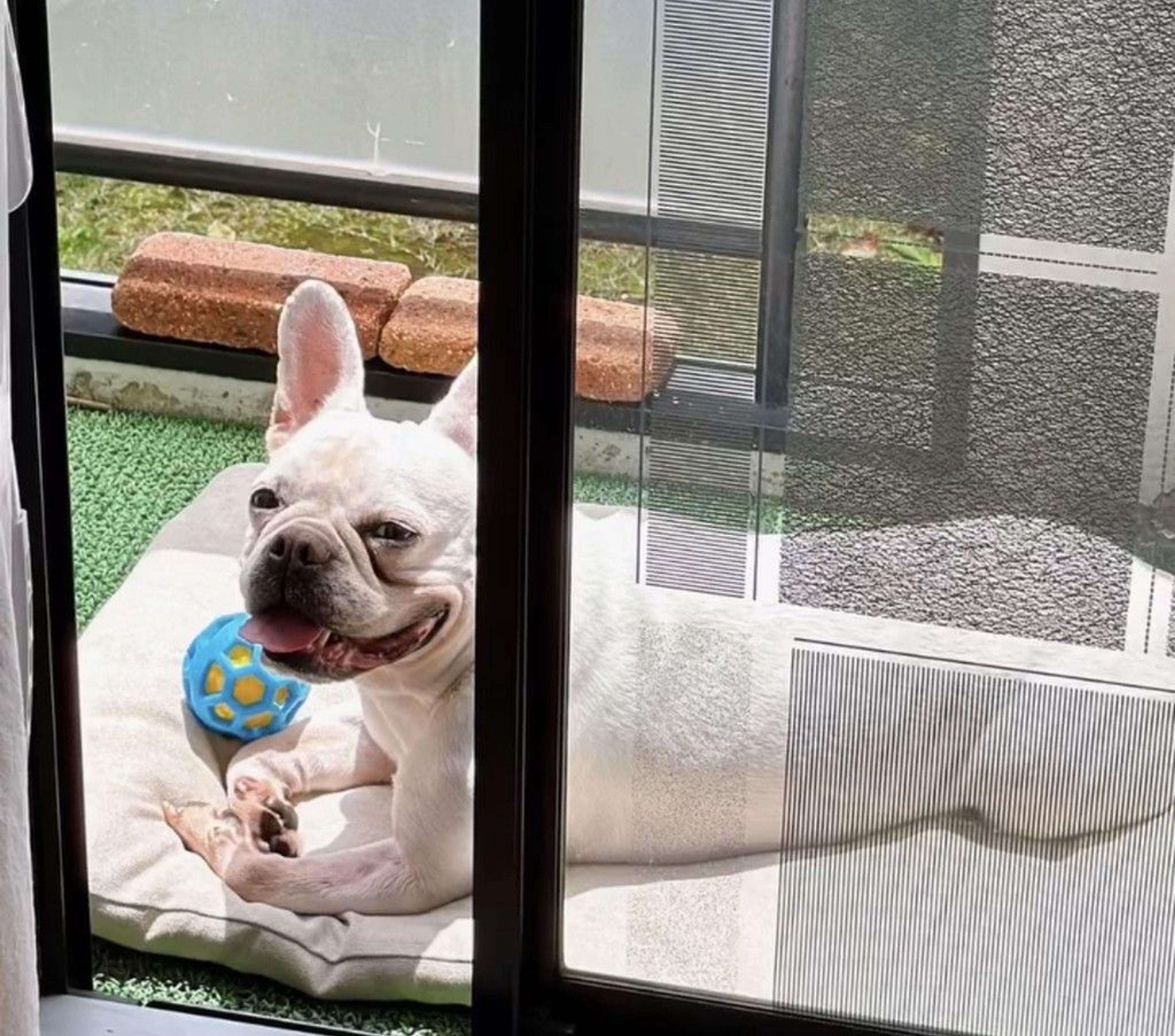 pet-image-2
