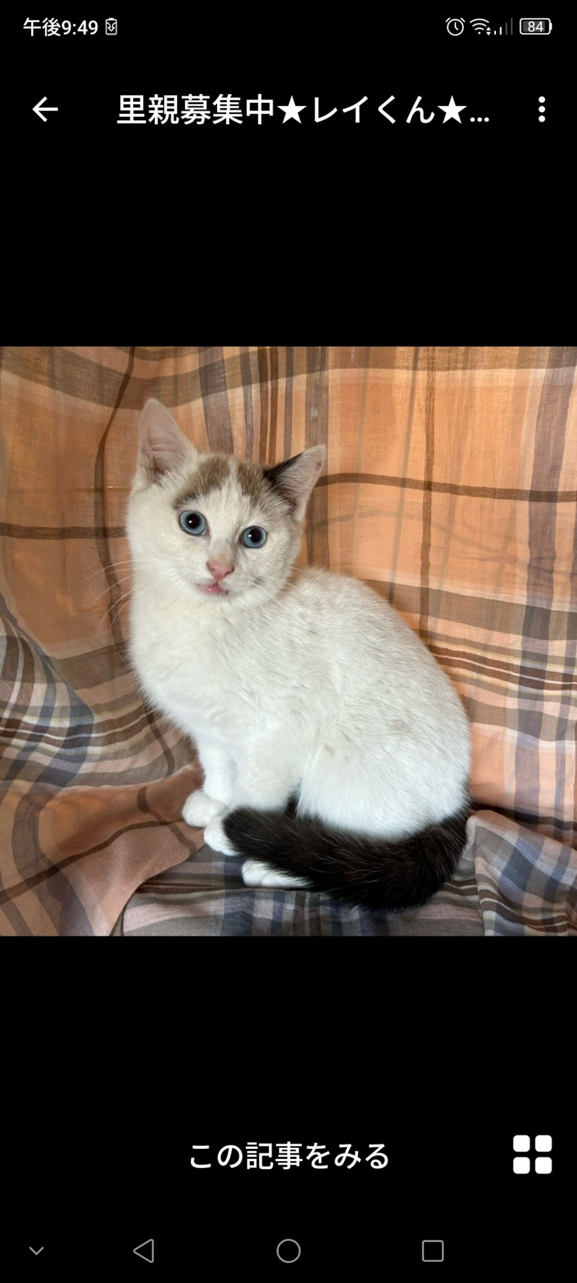 雑種（ミックス猫）・オスの里親募集の写真
