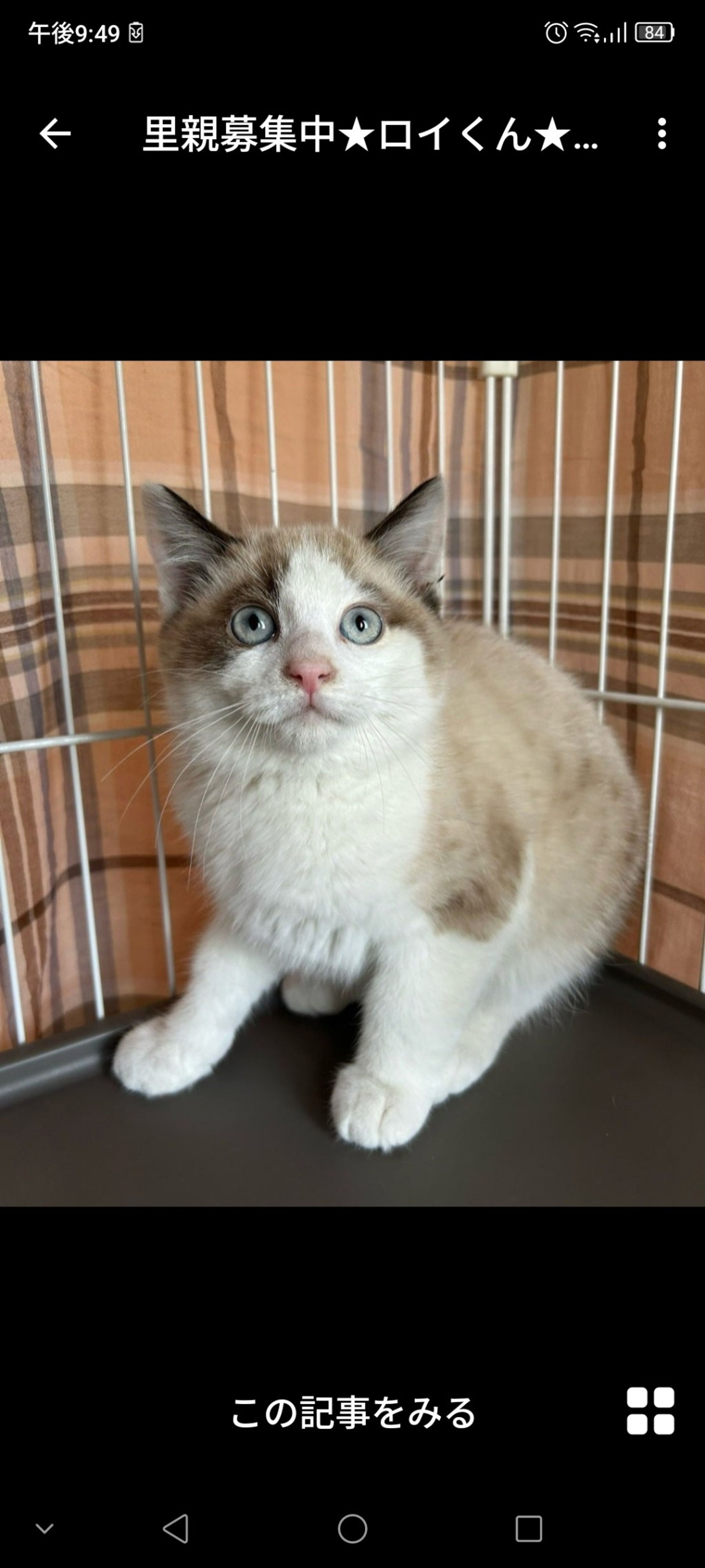 雑種（ミックス猫）・オスの里親募集の写真