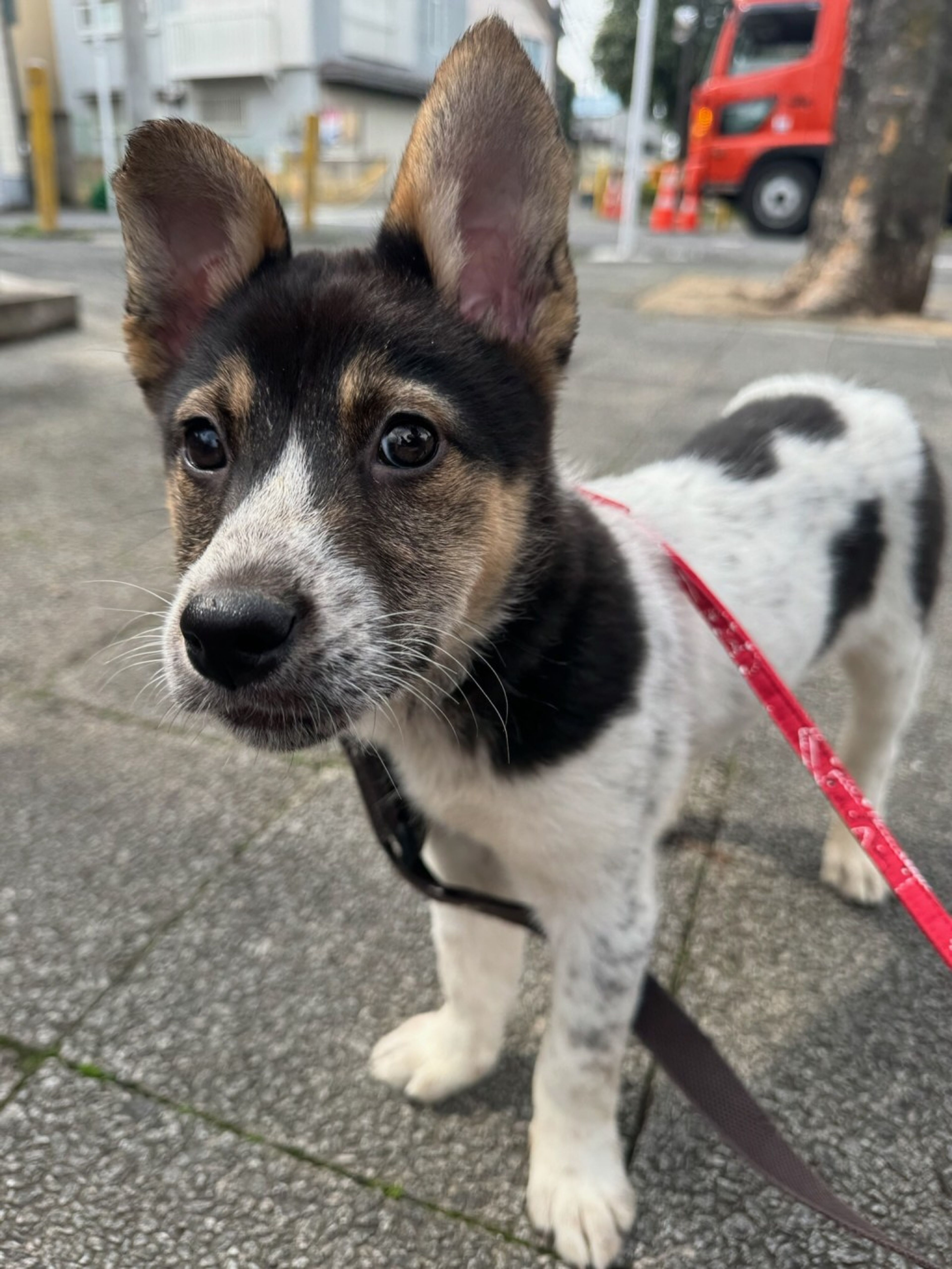 pet-image-2