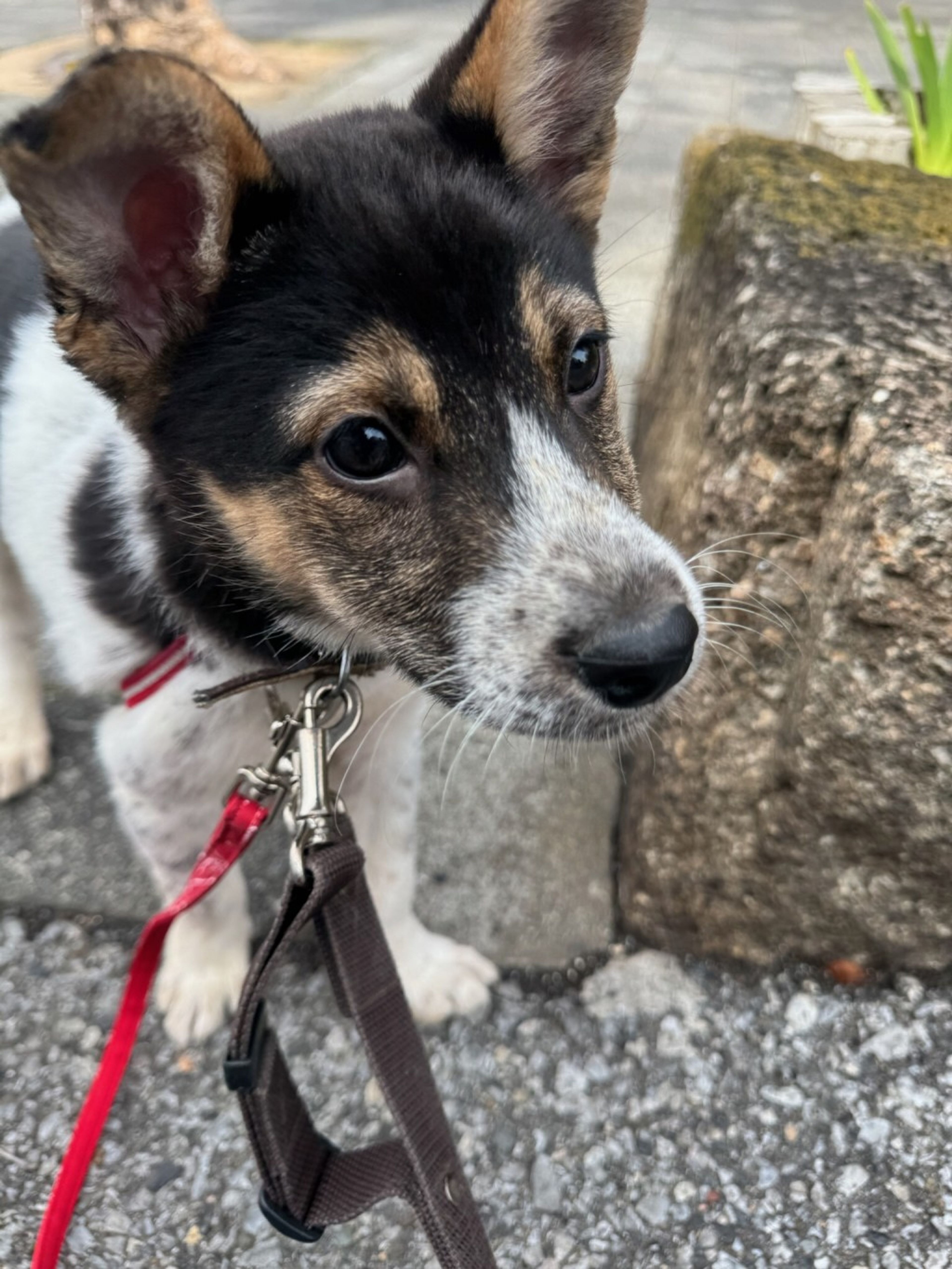 雑種（ミックス犬）・メスの里親募集の写真