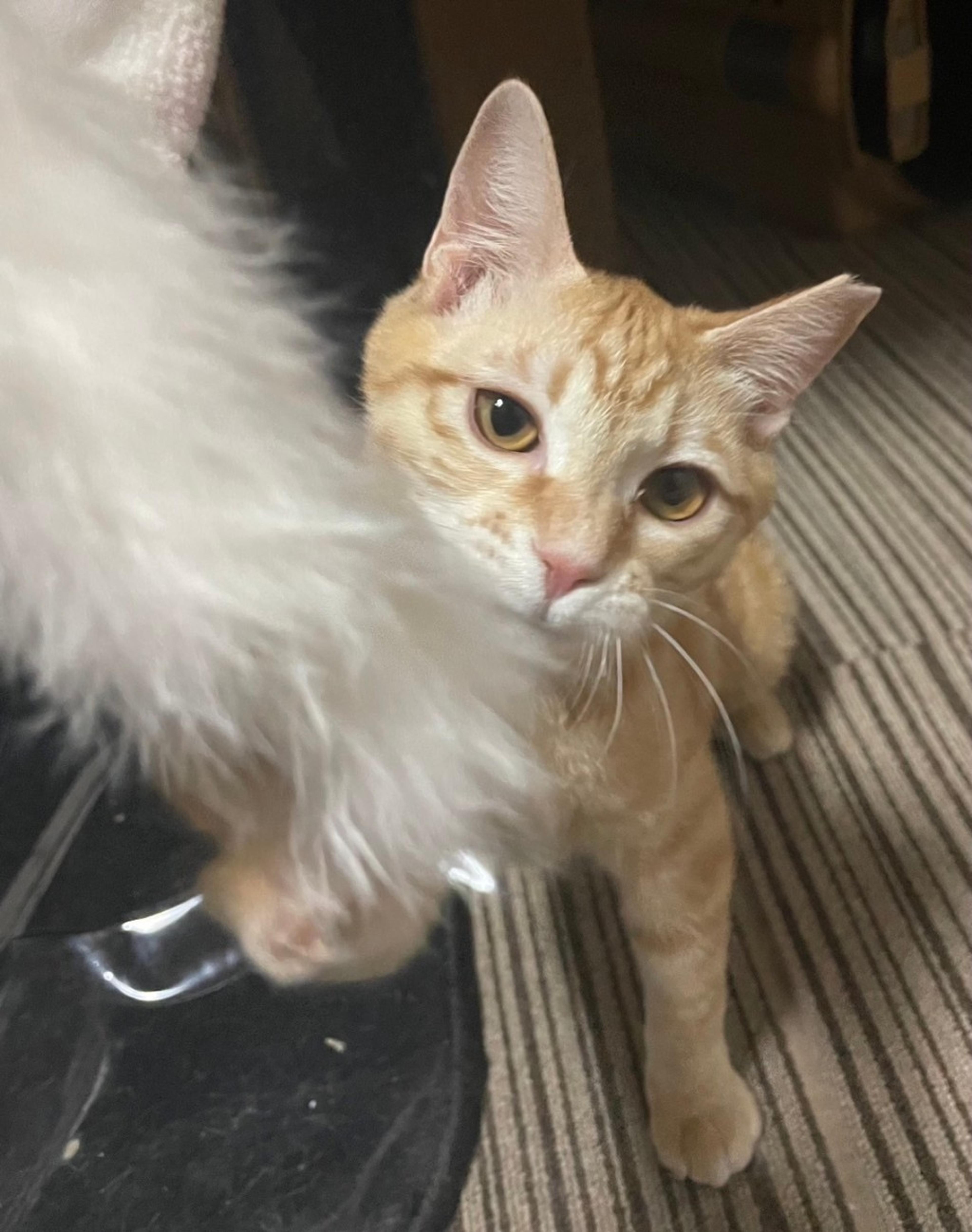 pet-image-3