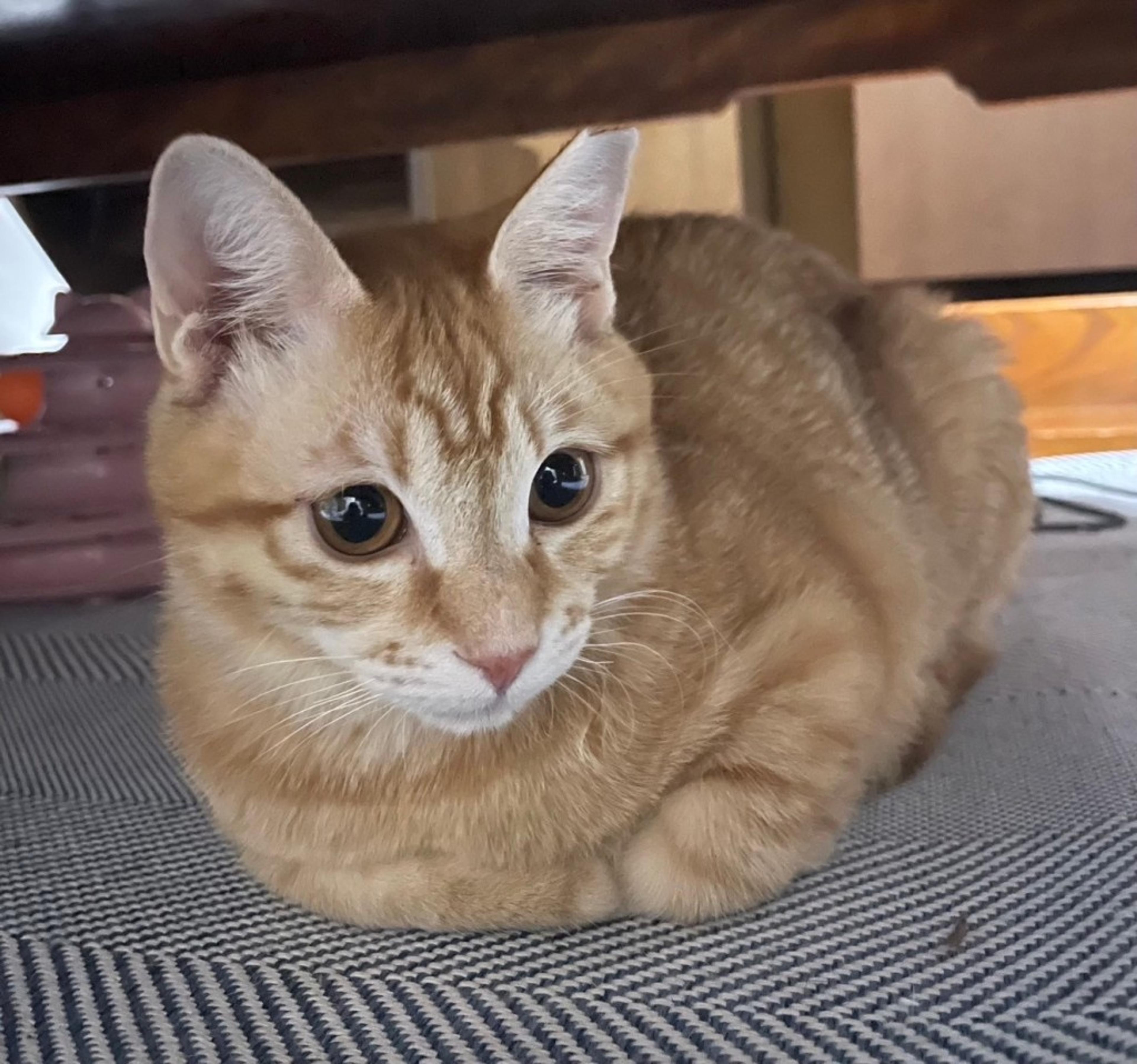 pet-image-4
