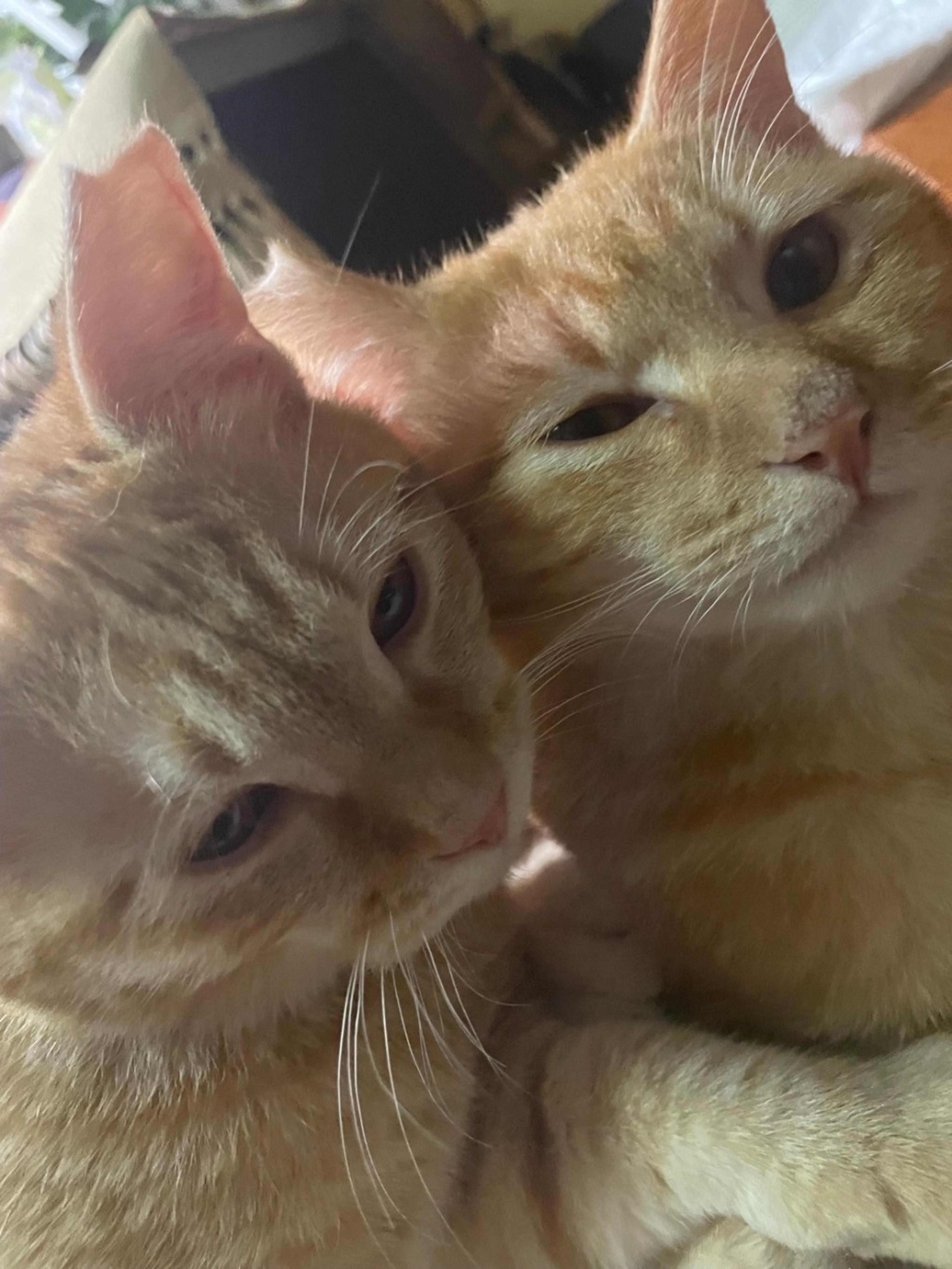 pet-image-5