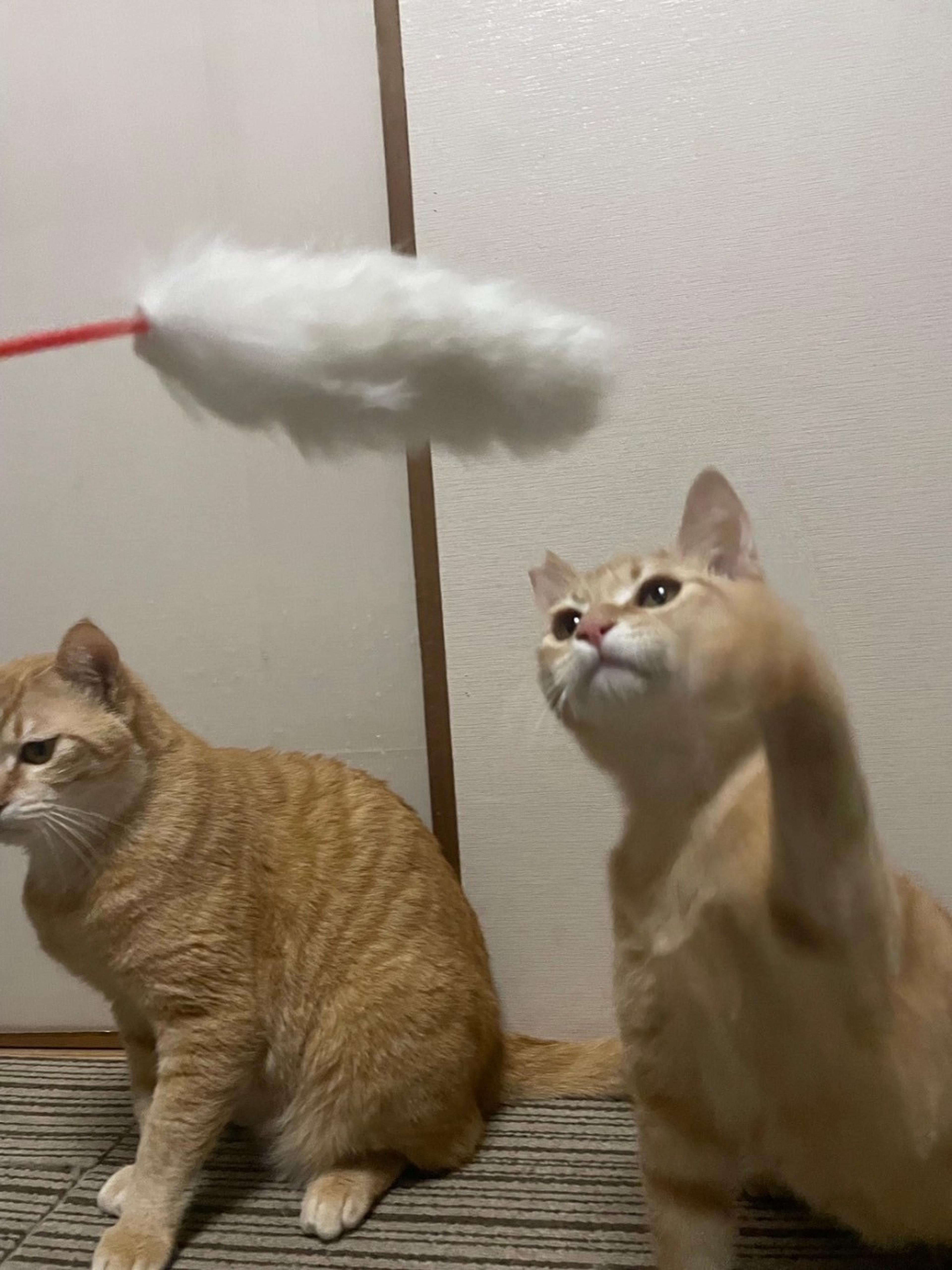 pet-image-6