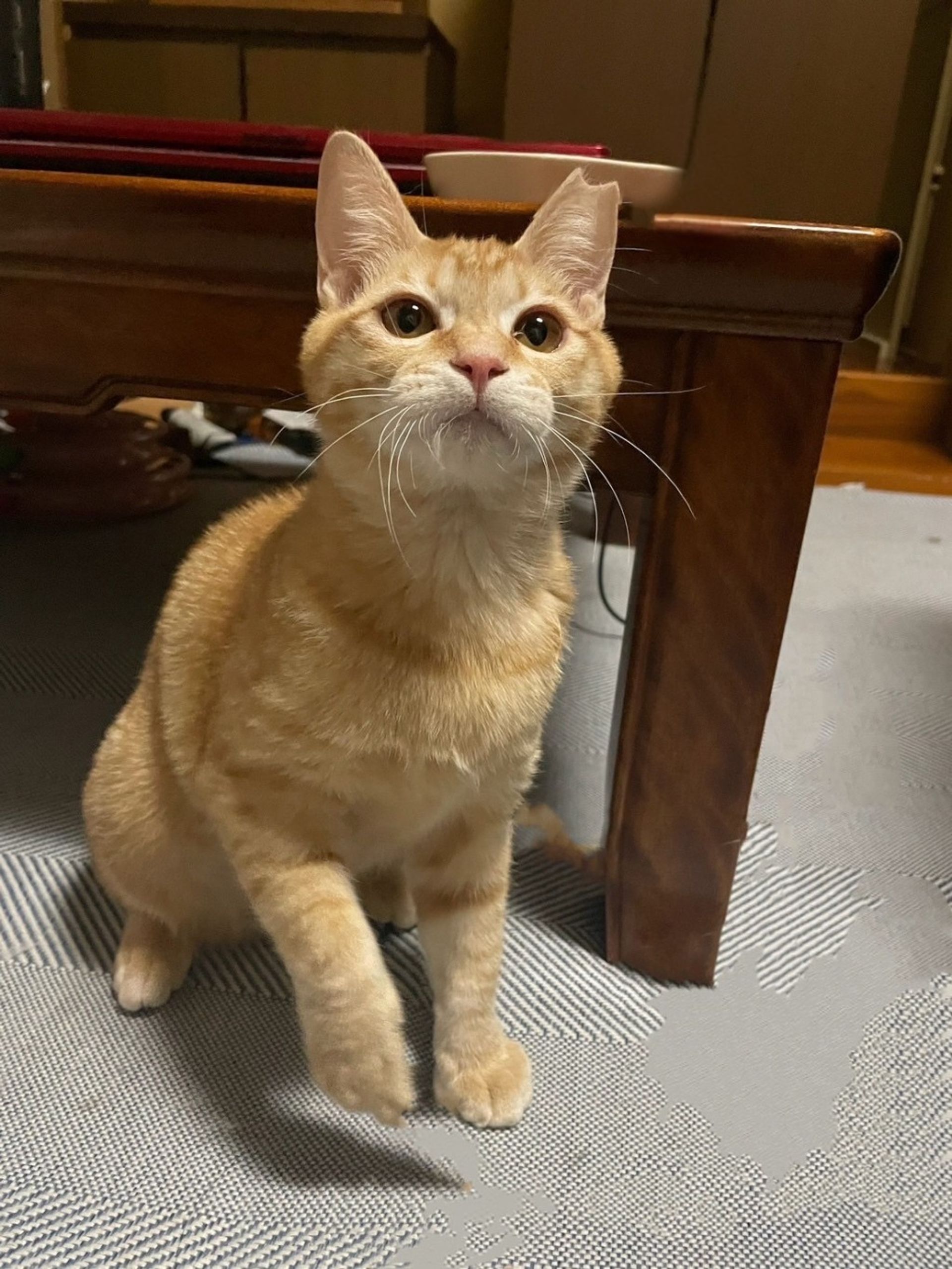 雑種（ミックス猫）・メスの里親募集の写真