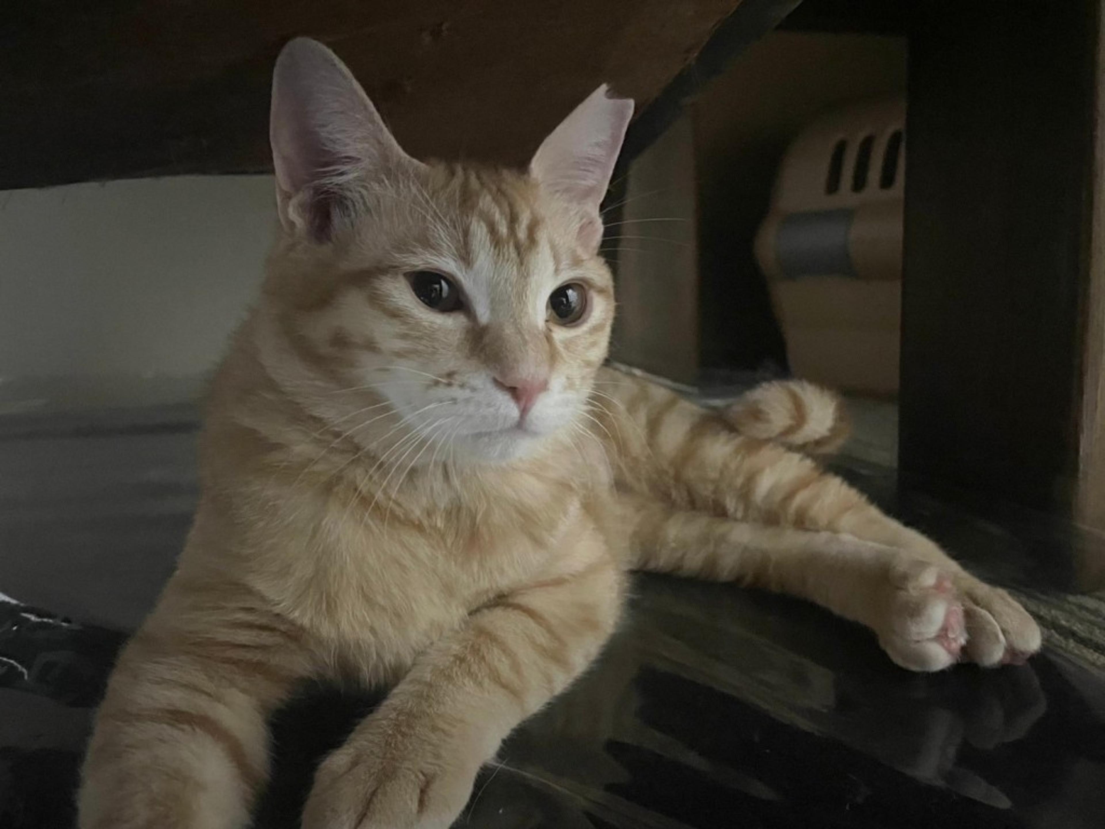 pet-image-2