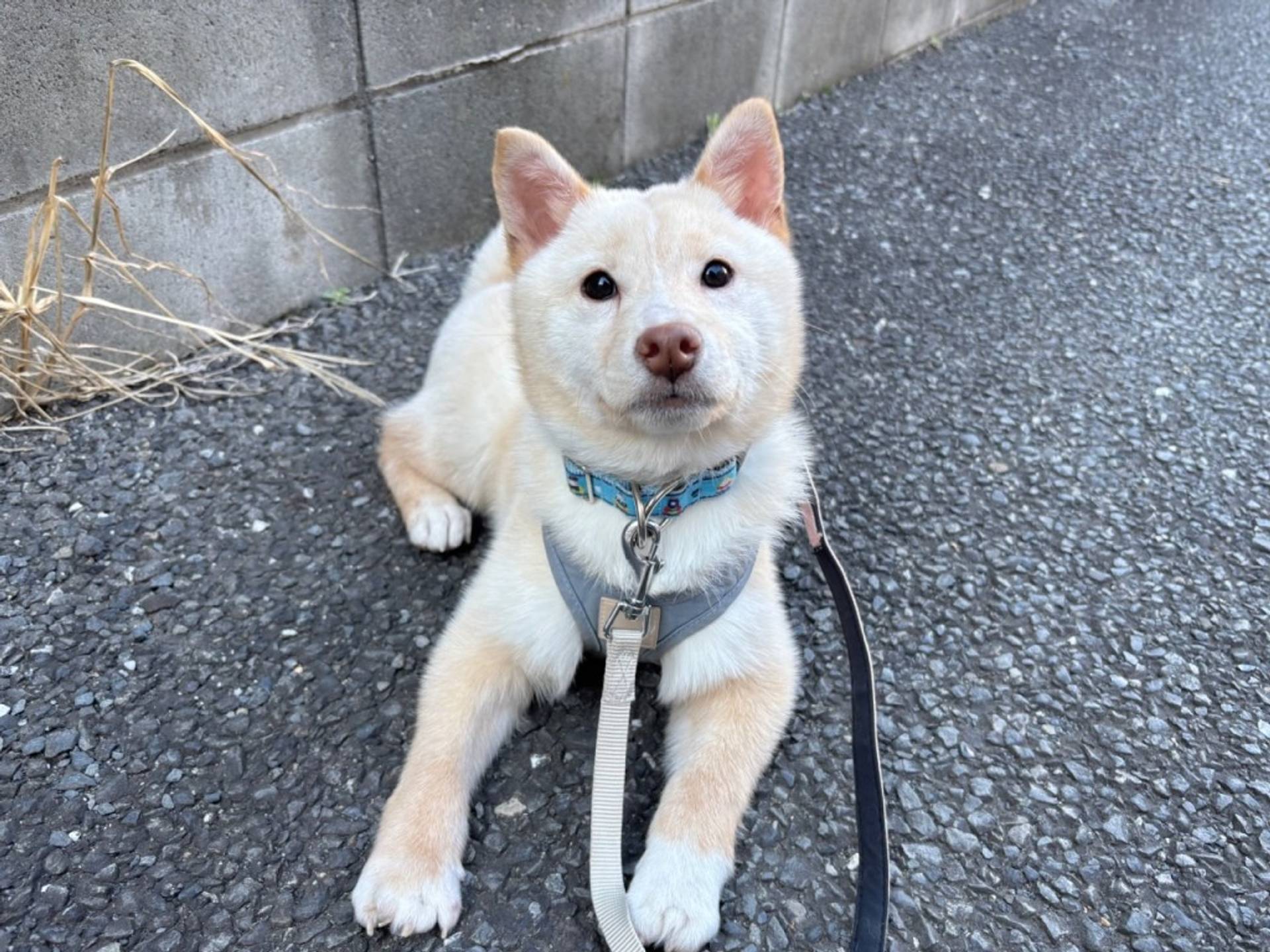 柴犬・メスの里親募集の写真
