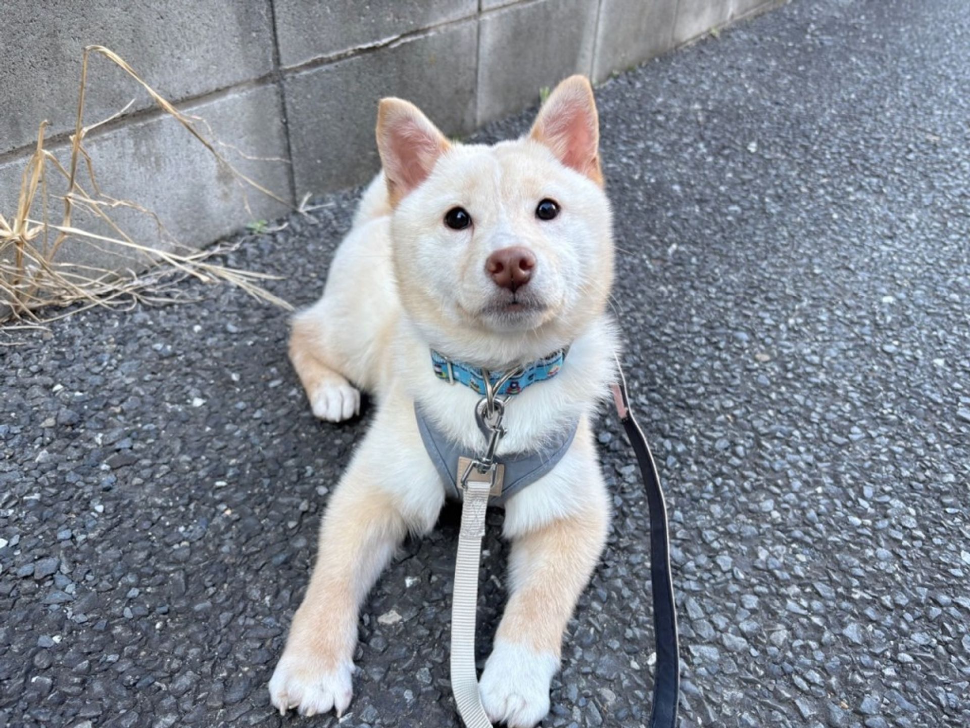 柴犬・メスの里親募集の写真