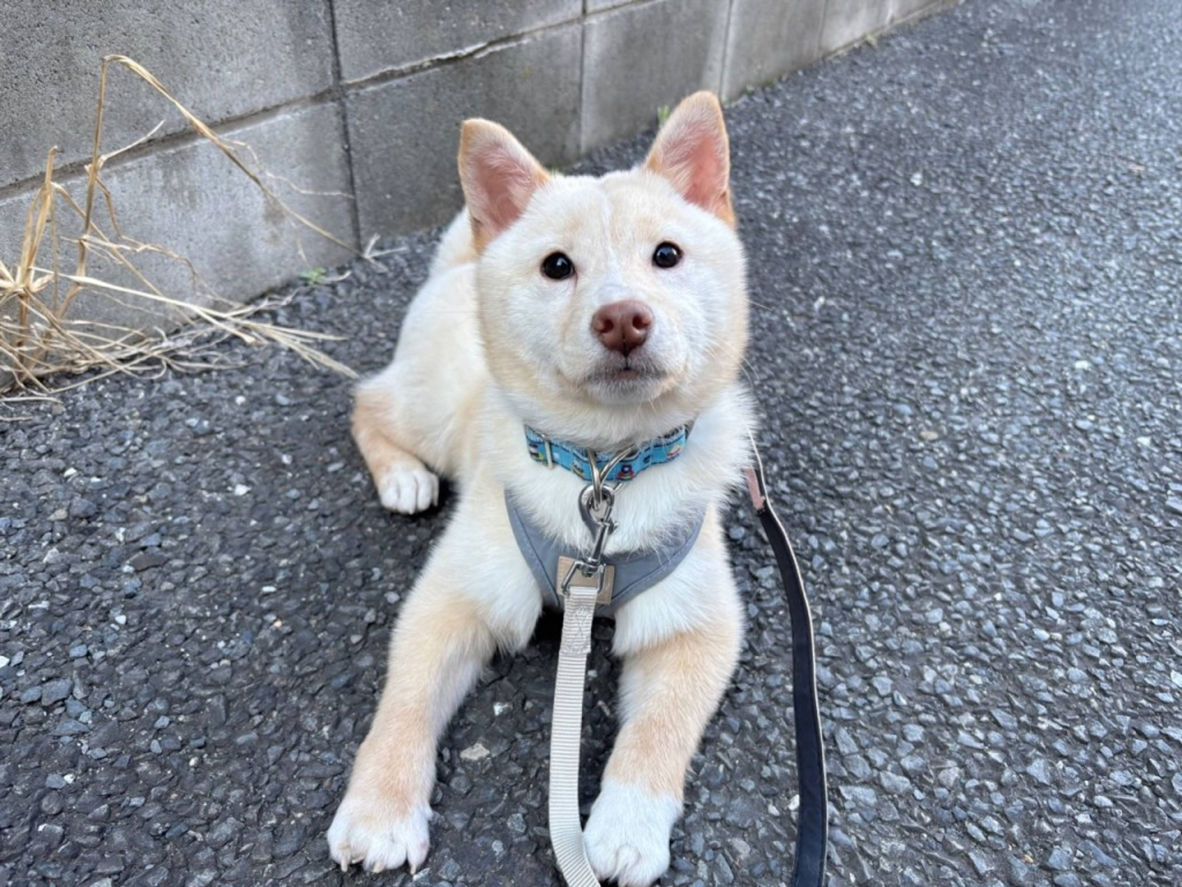 柴犬・メスの里親募集の写真