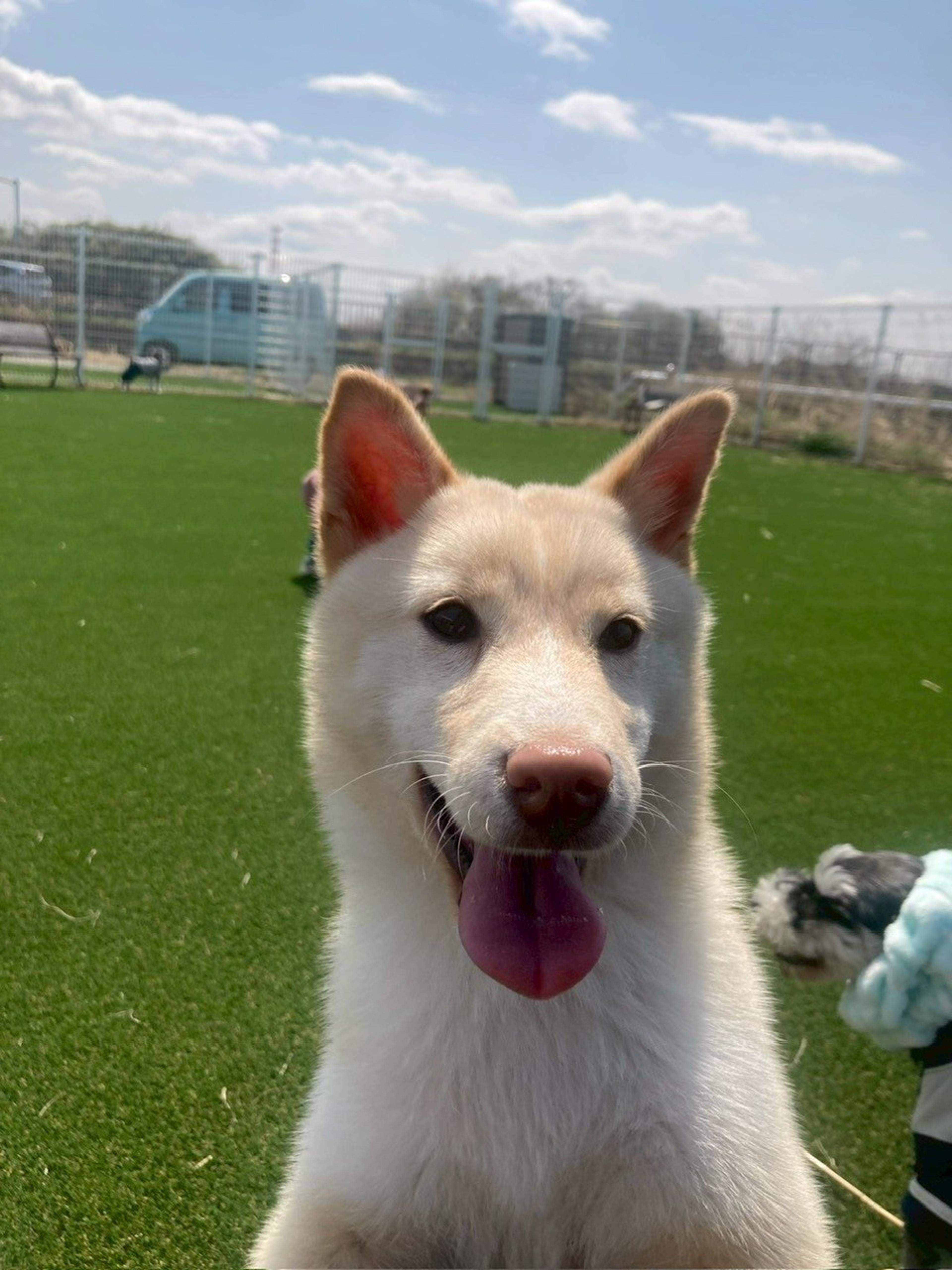 pet-image-3