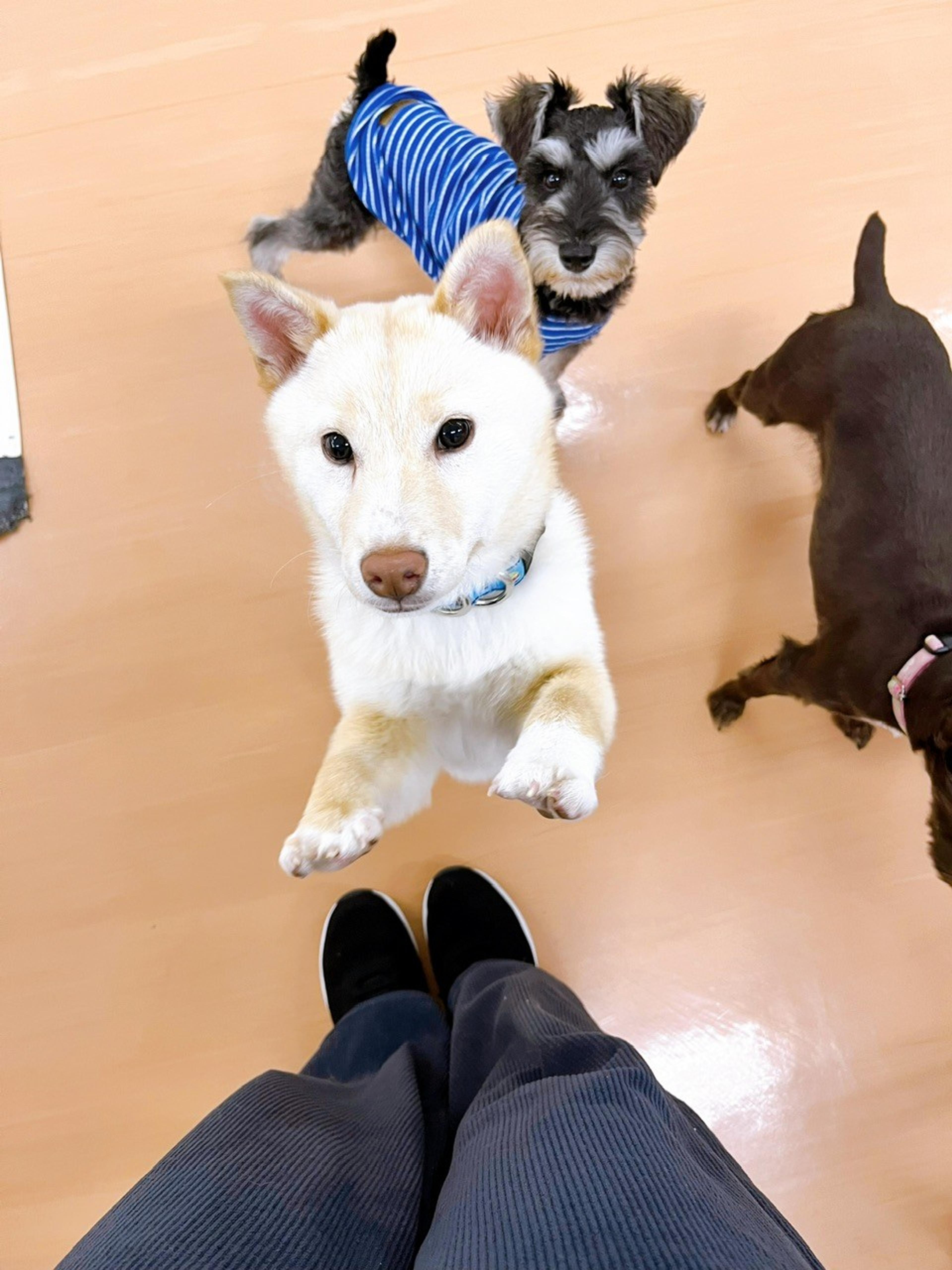 pet-image-4