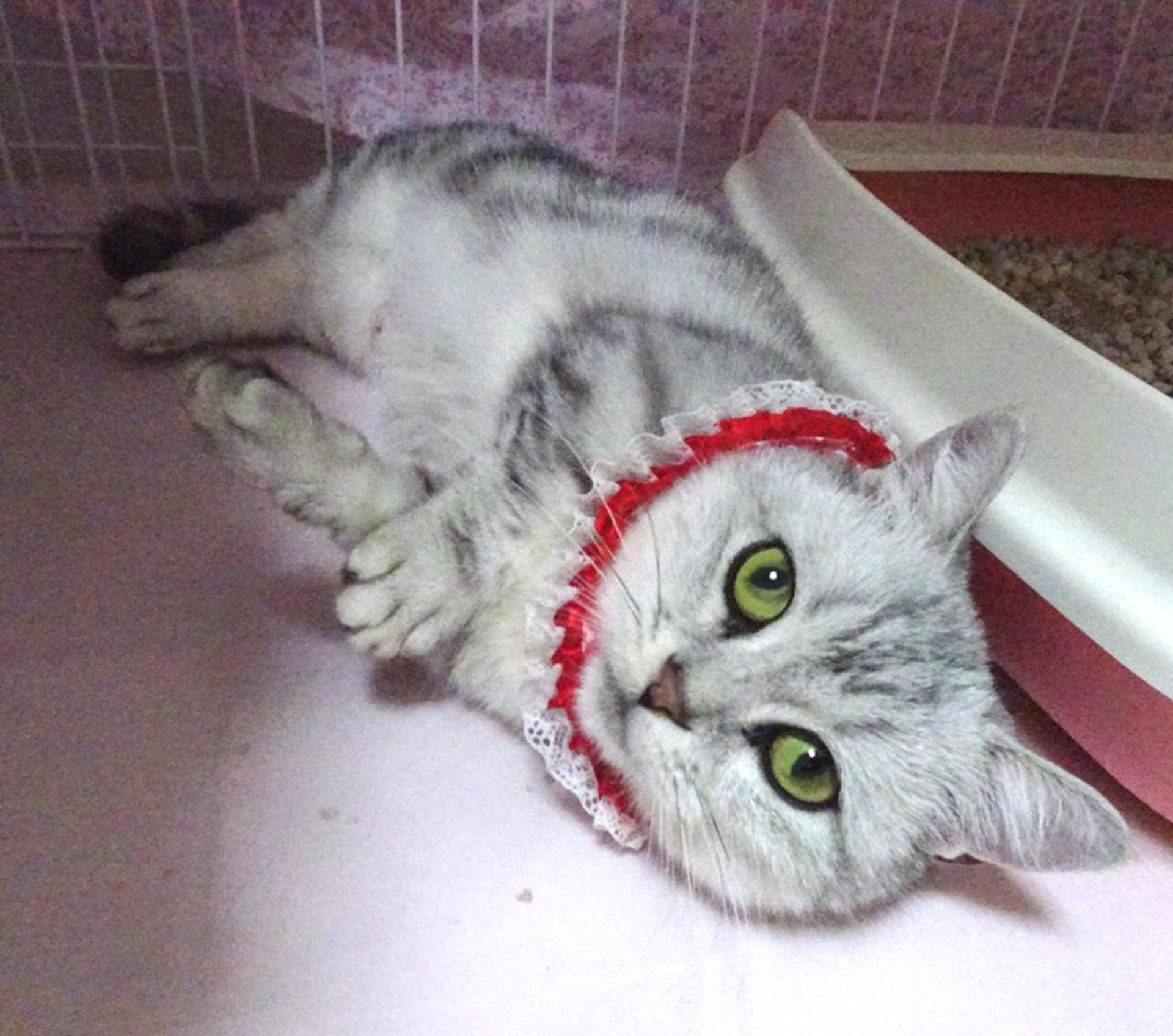 pet-image-3