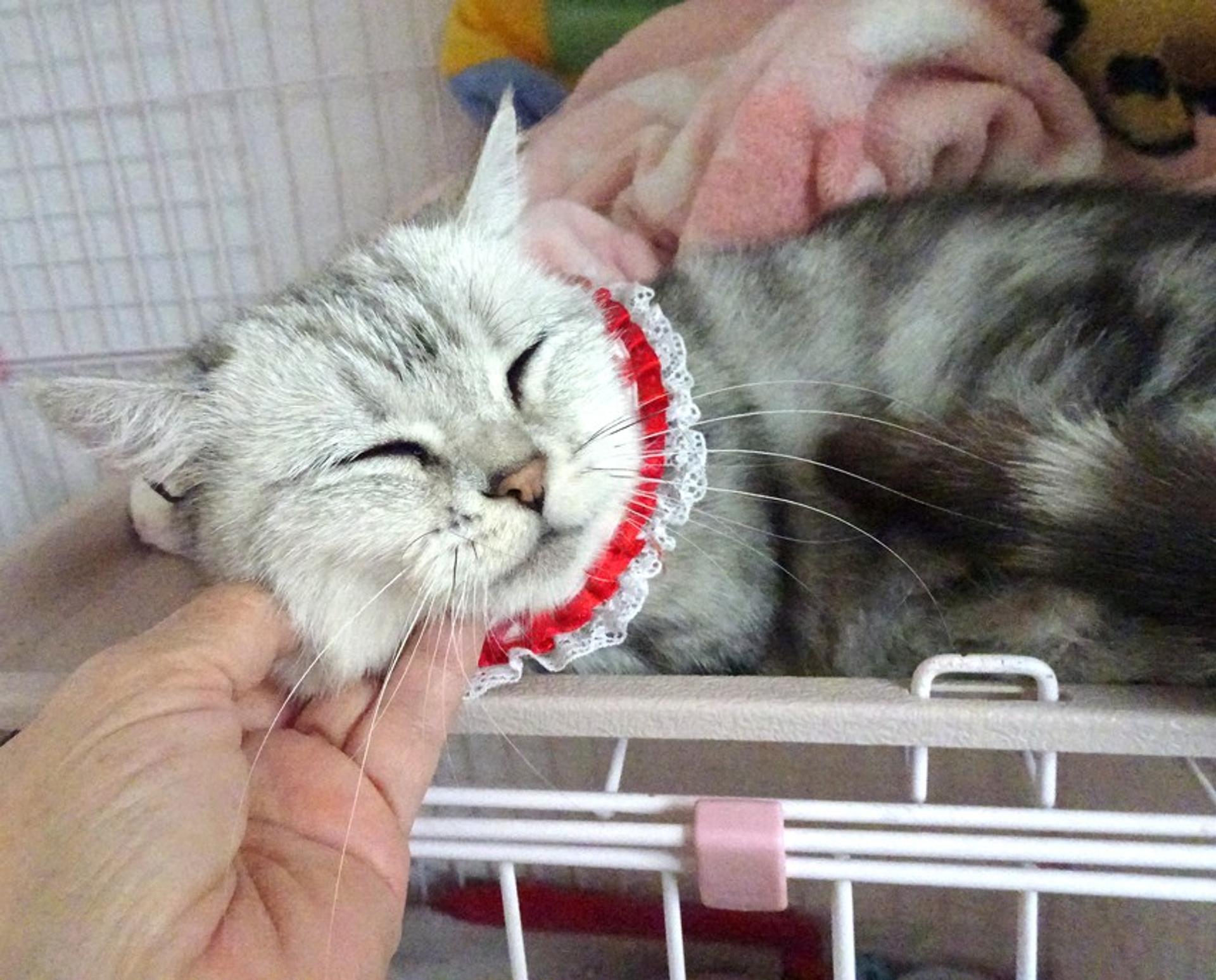 pet-image-4