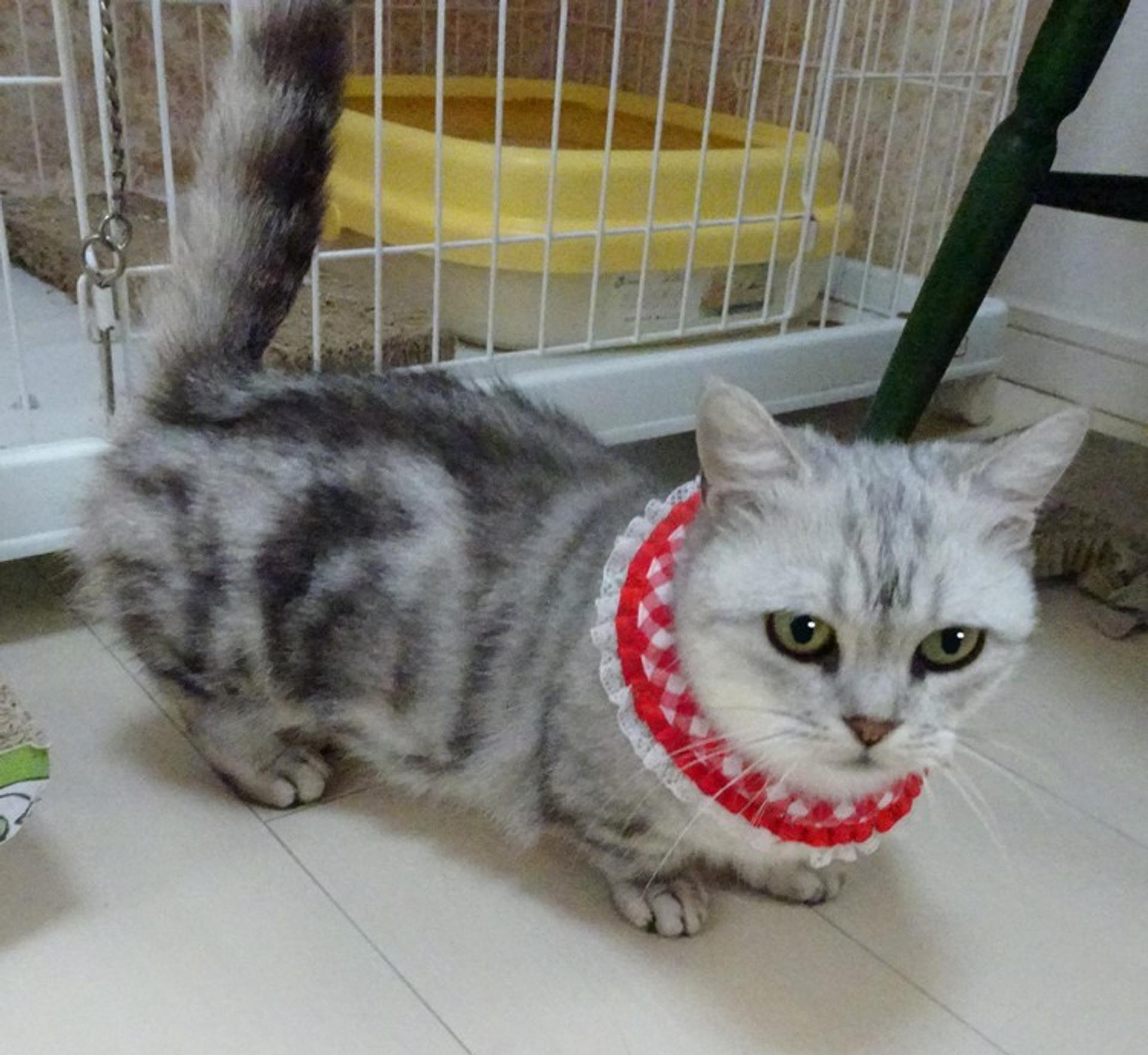 pet-image-5