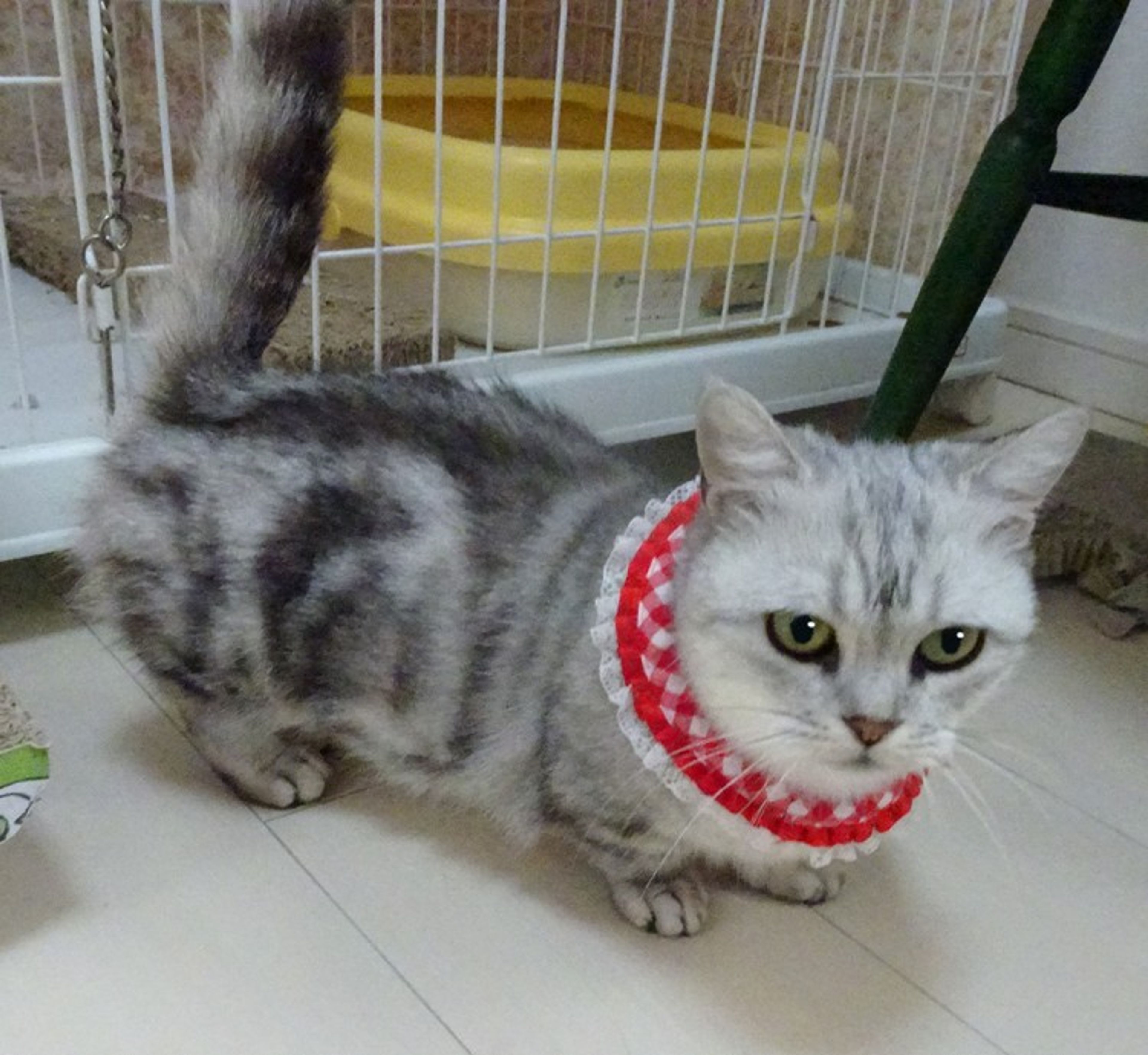 pet-image-5