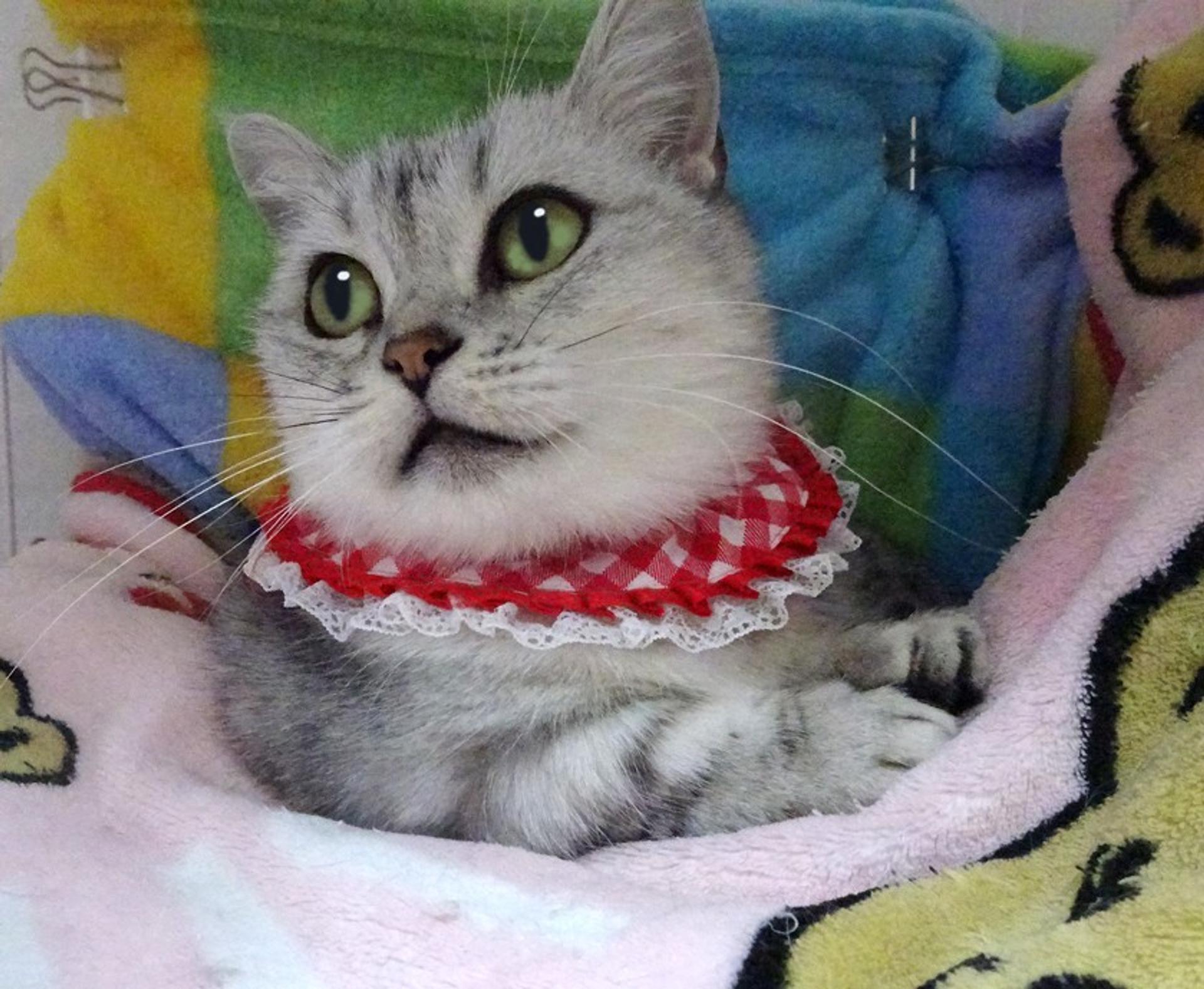 pet-image-6