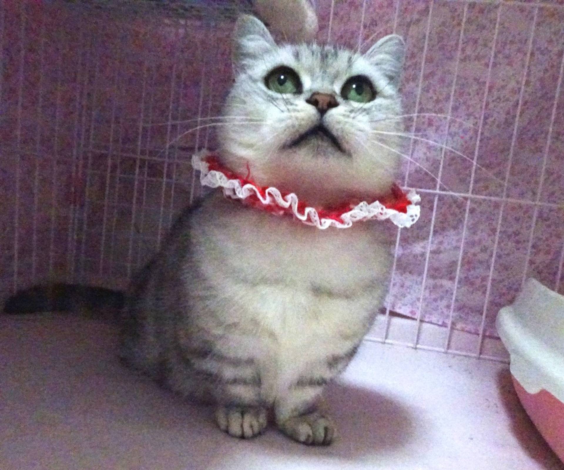 雑種（ミックス猫）・メスの里親募集の写真