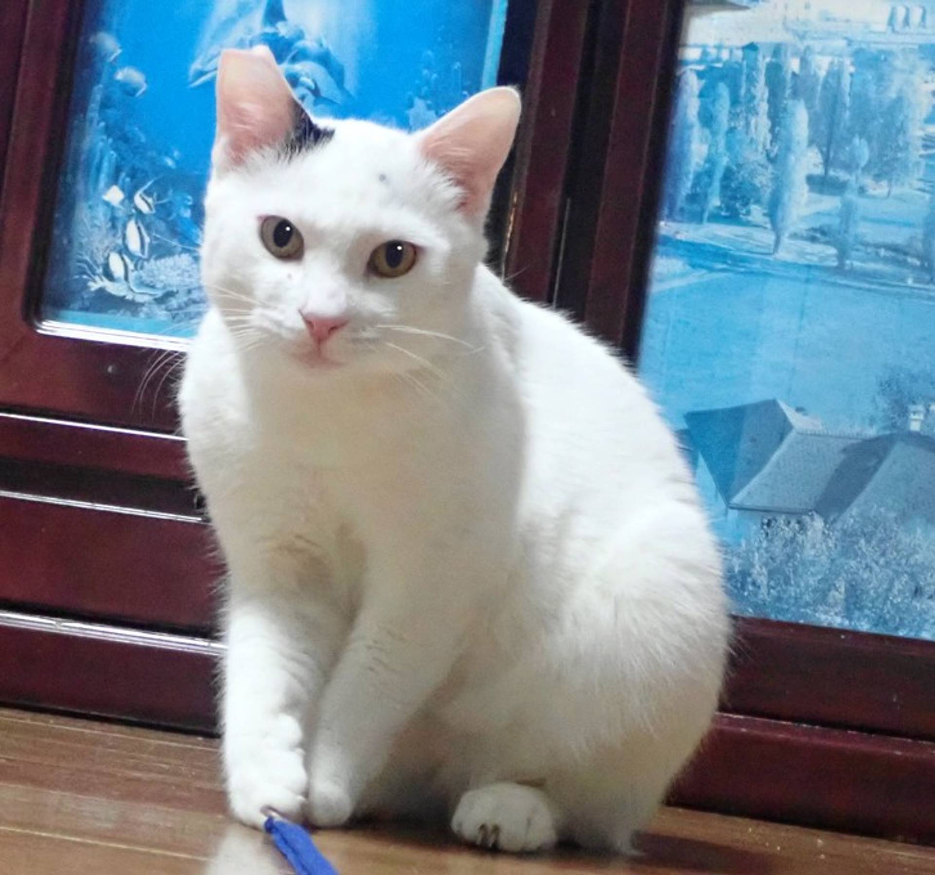 雑種（ミックス猫）・オスの里親募集の写真