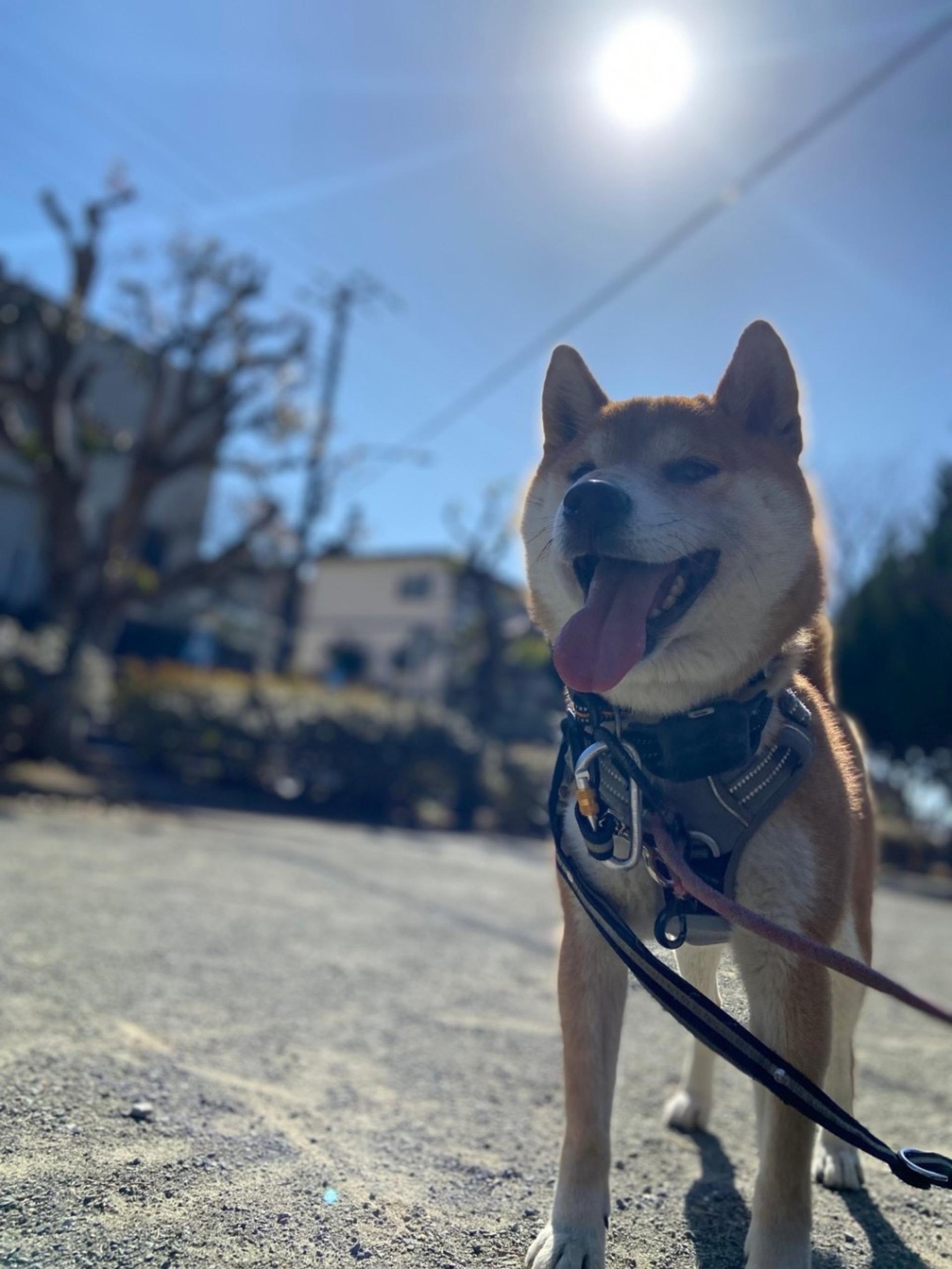 pet-image-5