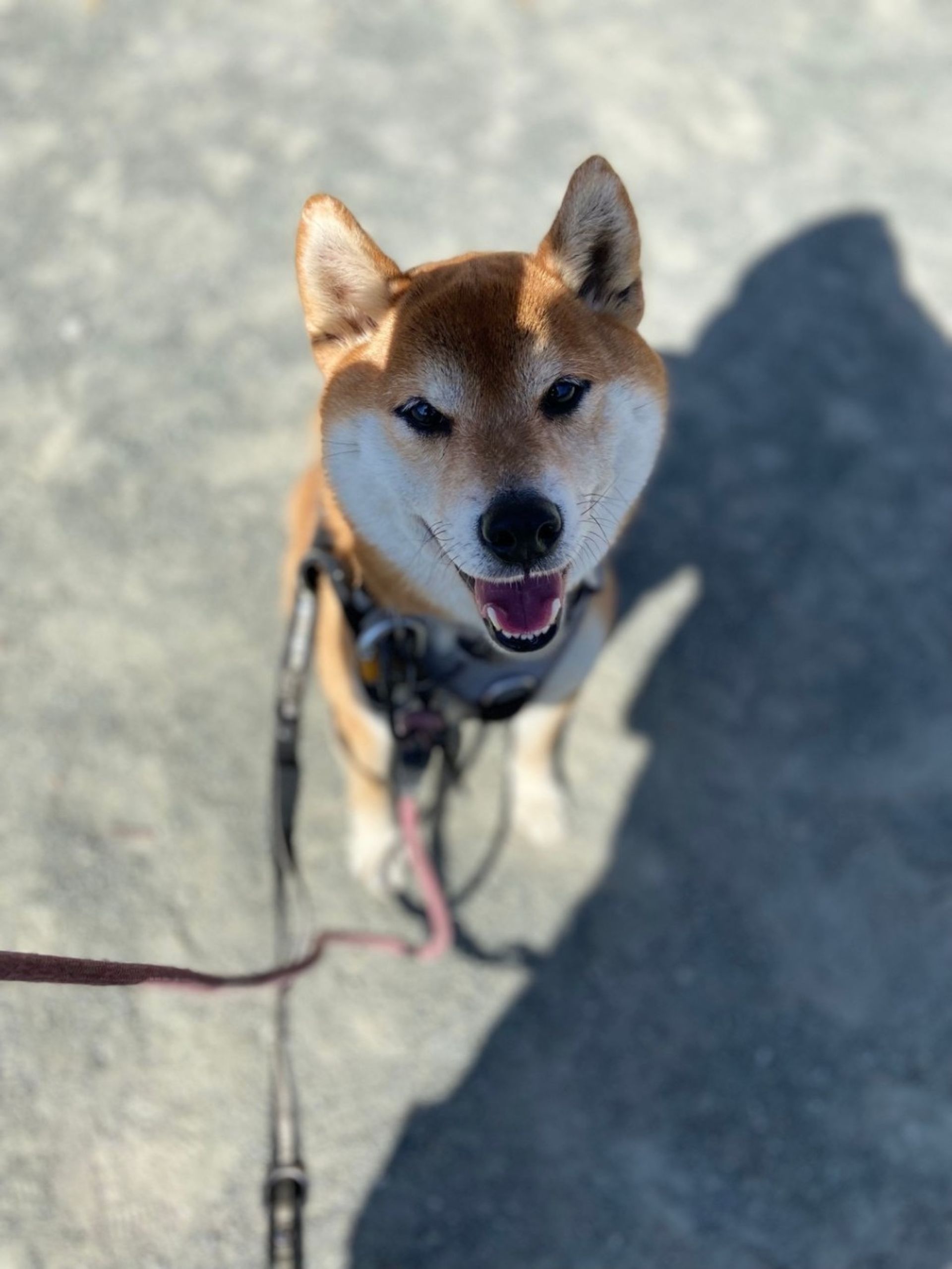 柴犬・オスの里親募集の写真