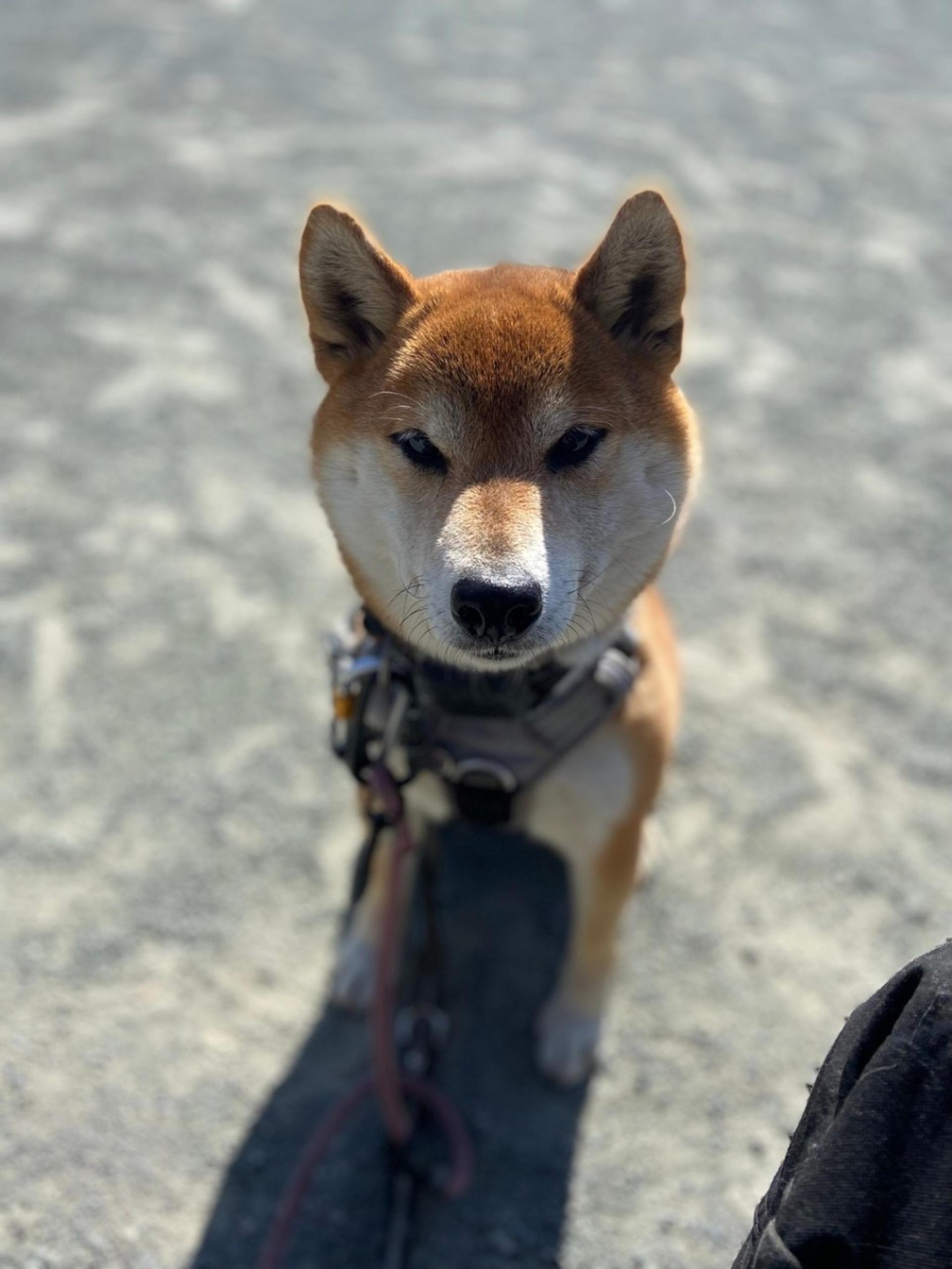 pet-image-2