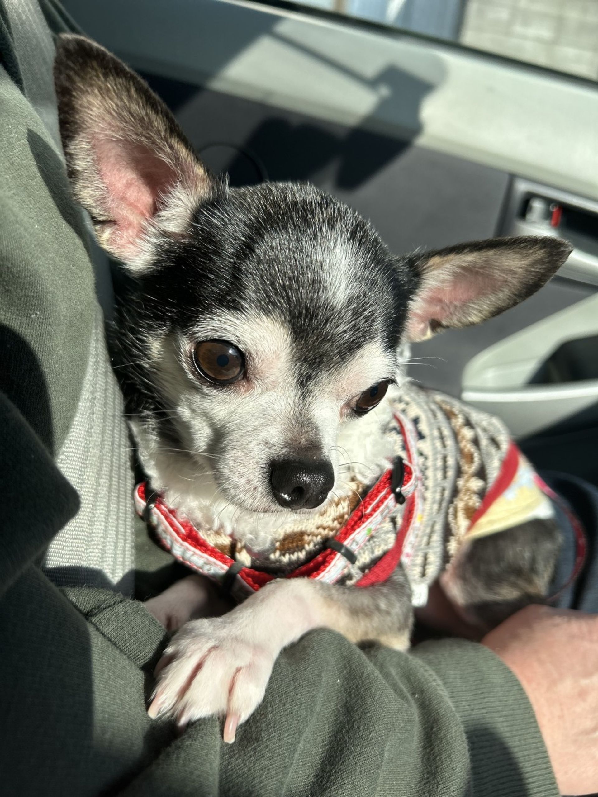 雑種（ミックス犬）・オスの里親募集の写真