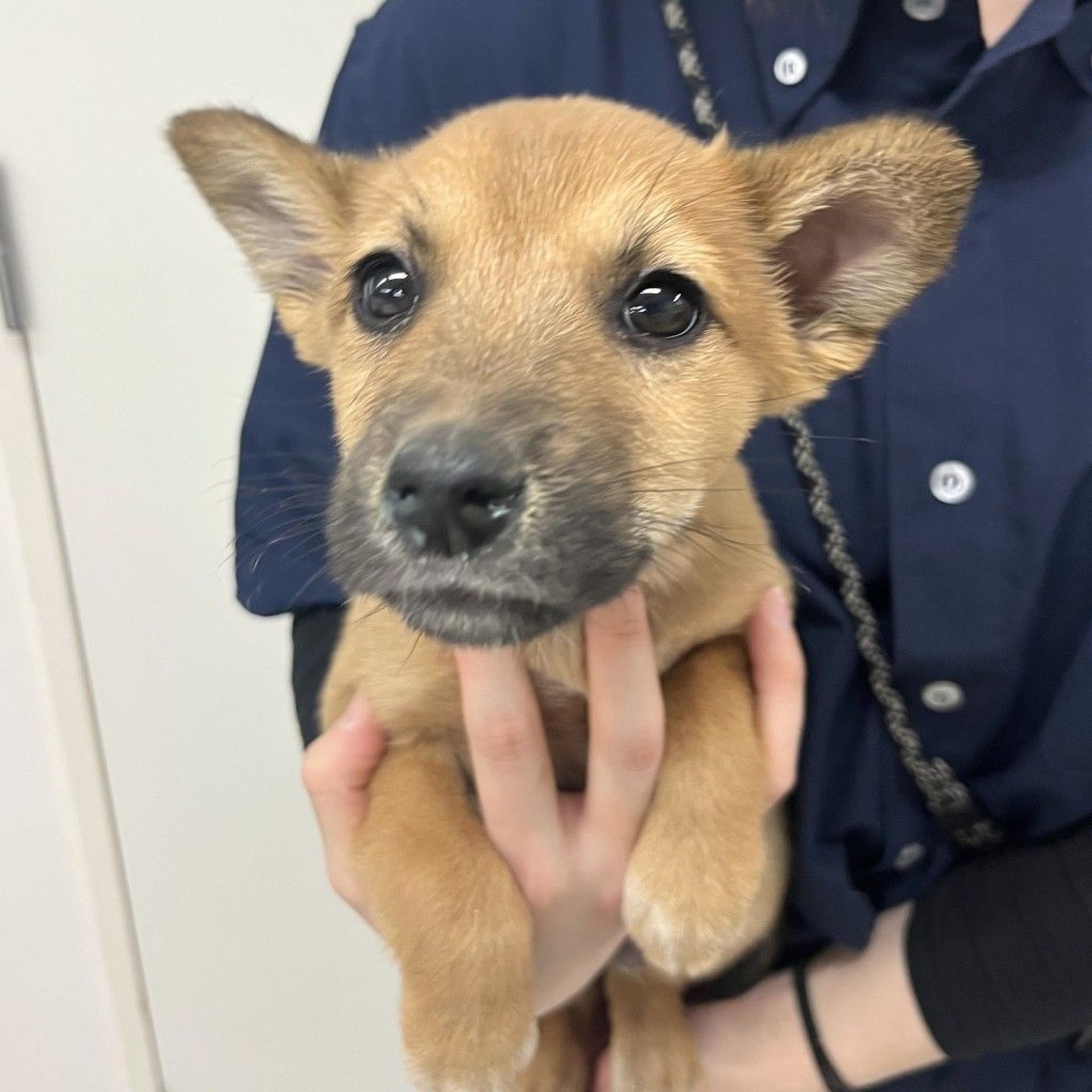 雑種（ミックス犬）・オスの里親募集の写真