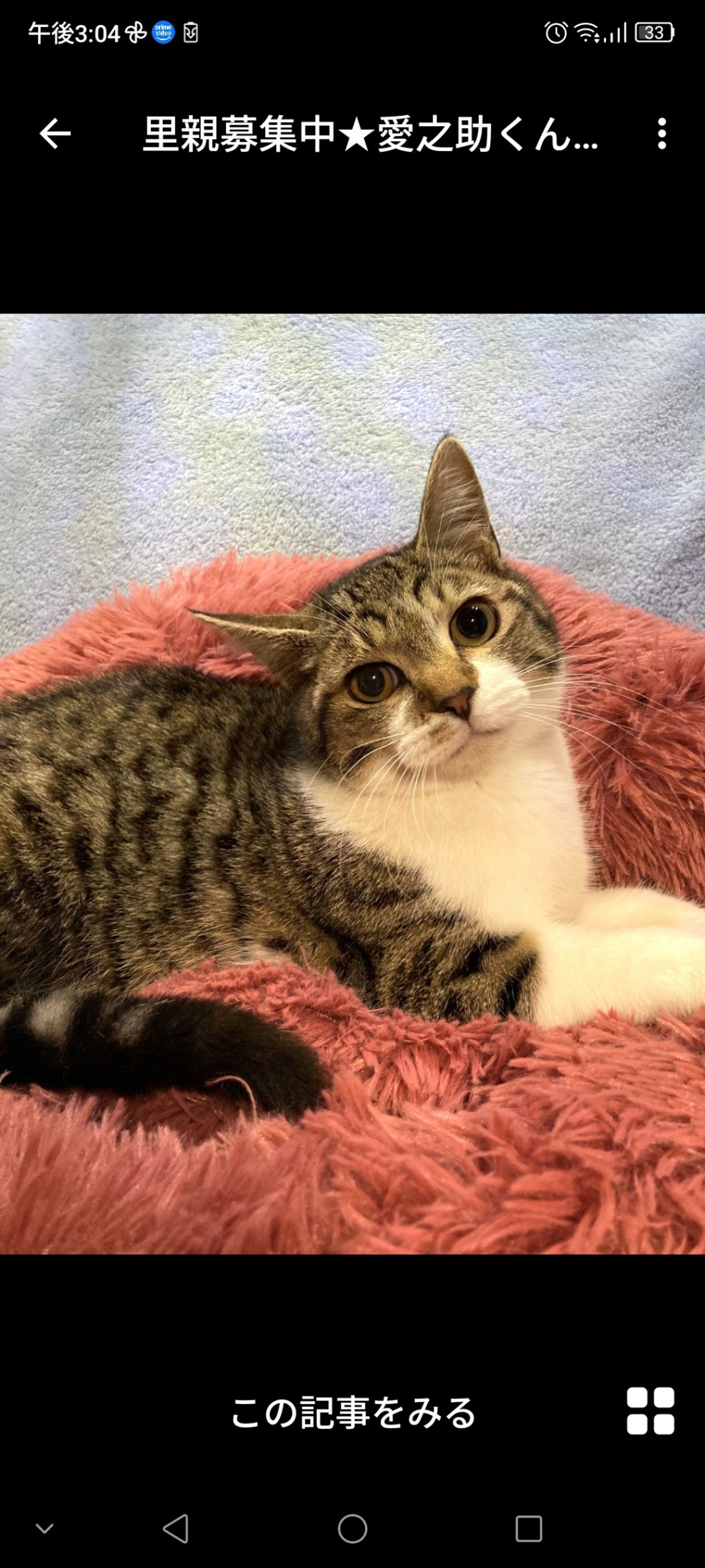 雑種（ミックス猫）・オスの里親募集の写真