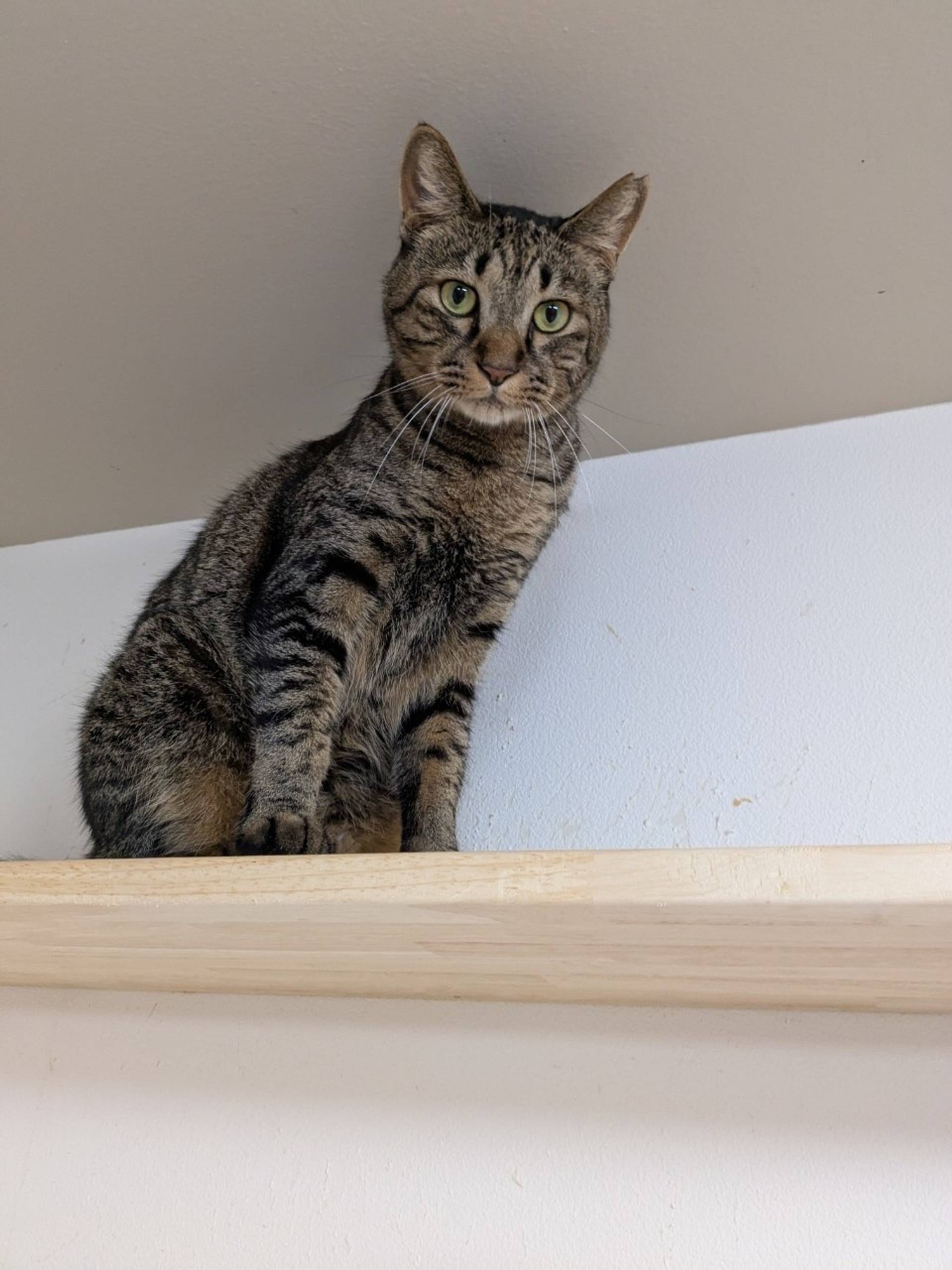 雑種（ミックス猫）・オスの里親募集の写真