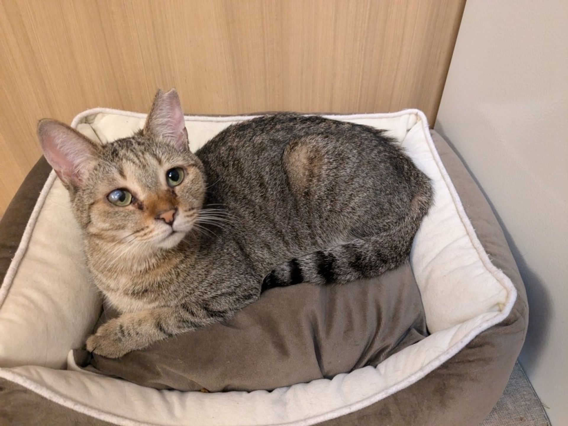 雑種（ミックス猫）・メスの里親募集の写真