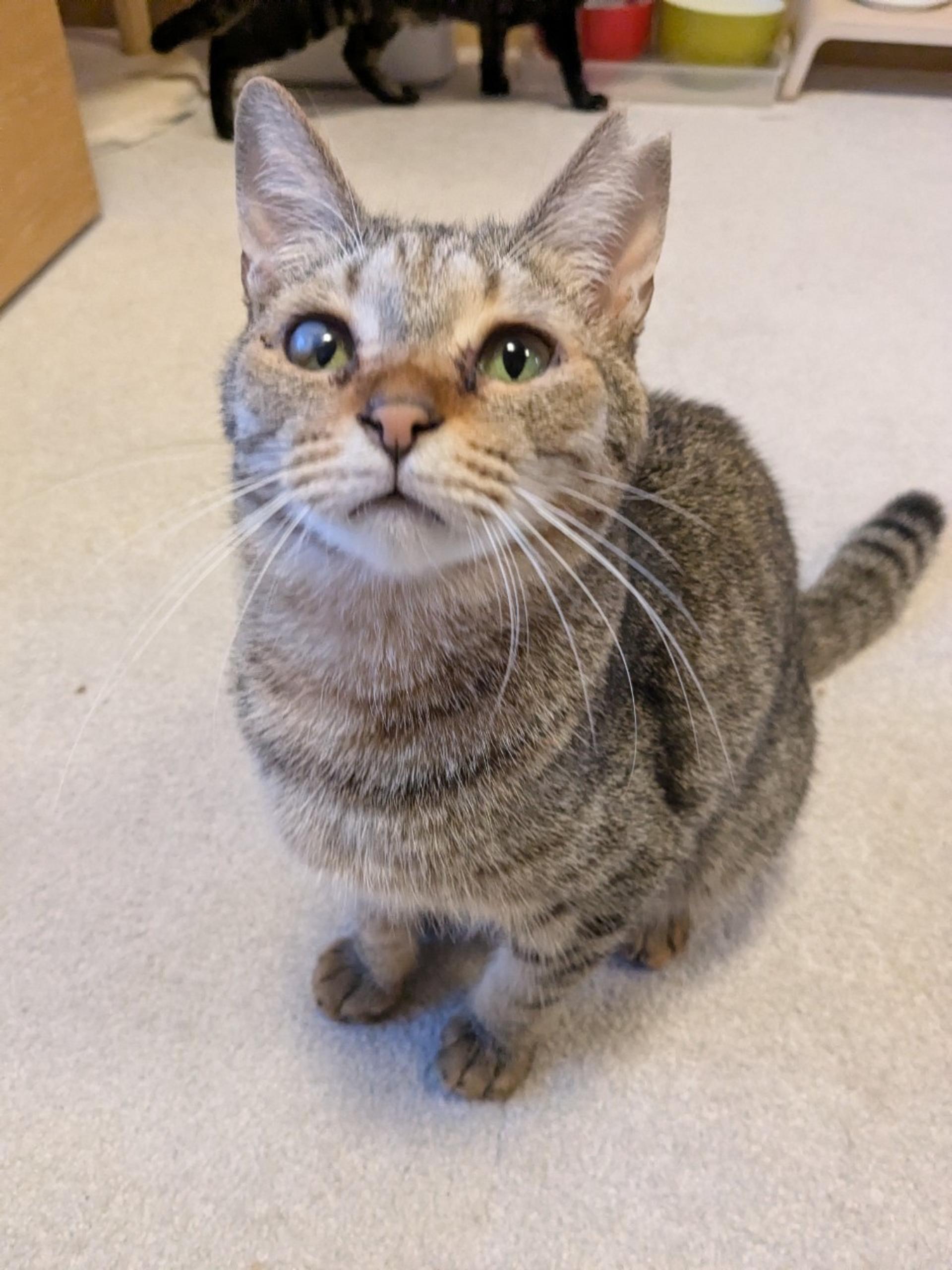 pet-image-2