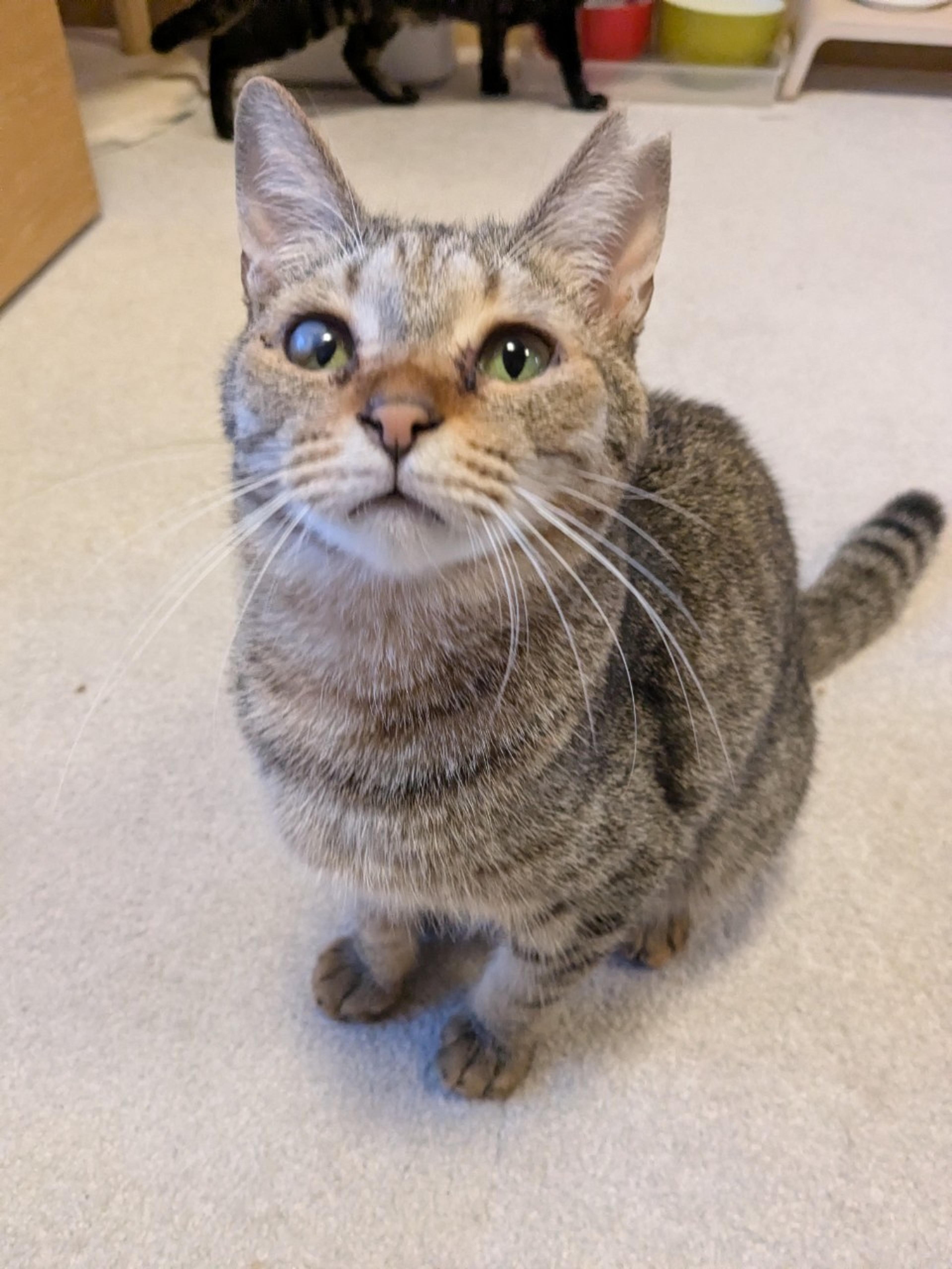 pet-image-2