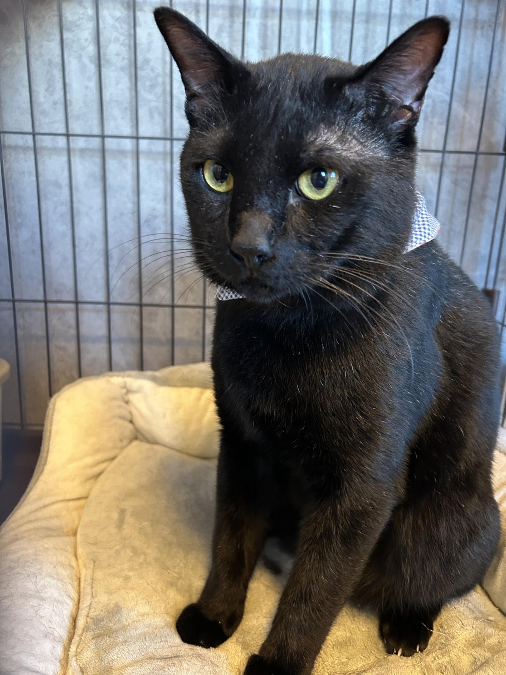 pet-image-2