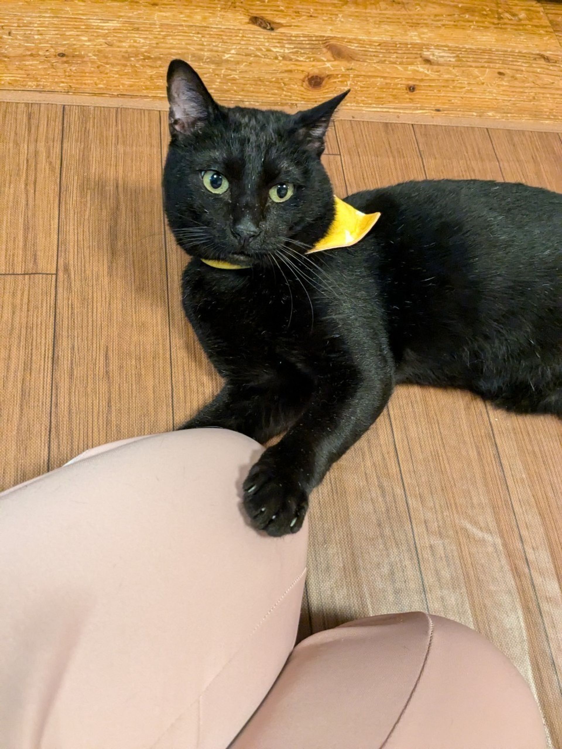 雑種（ミックス猫）・オスの里親募集の写真