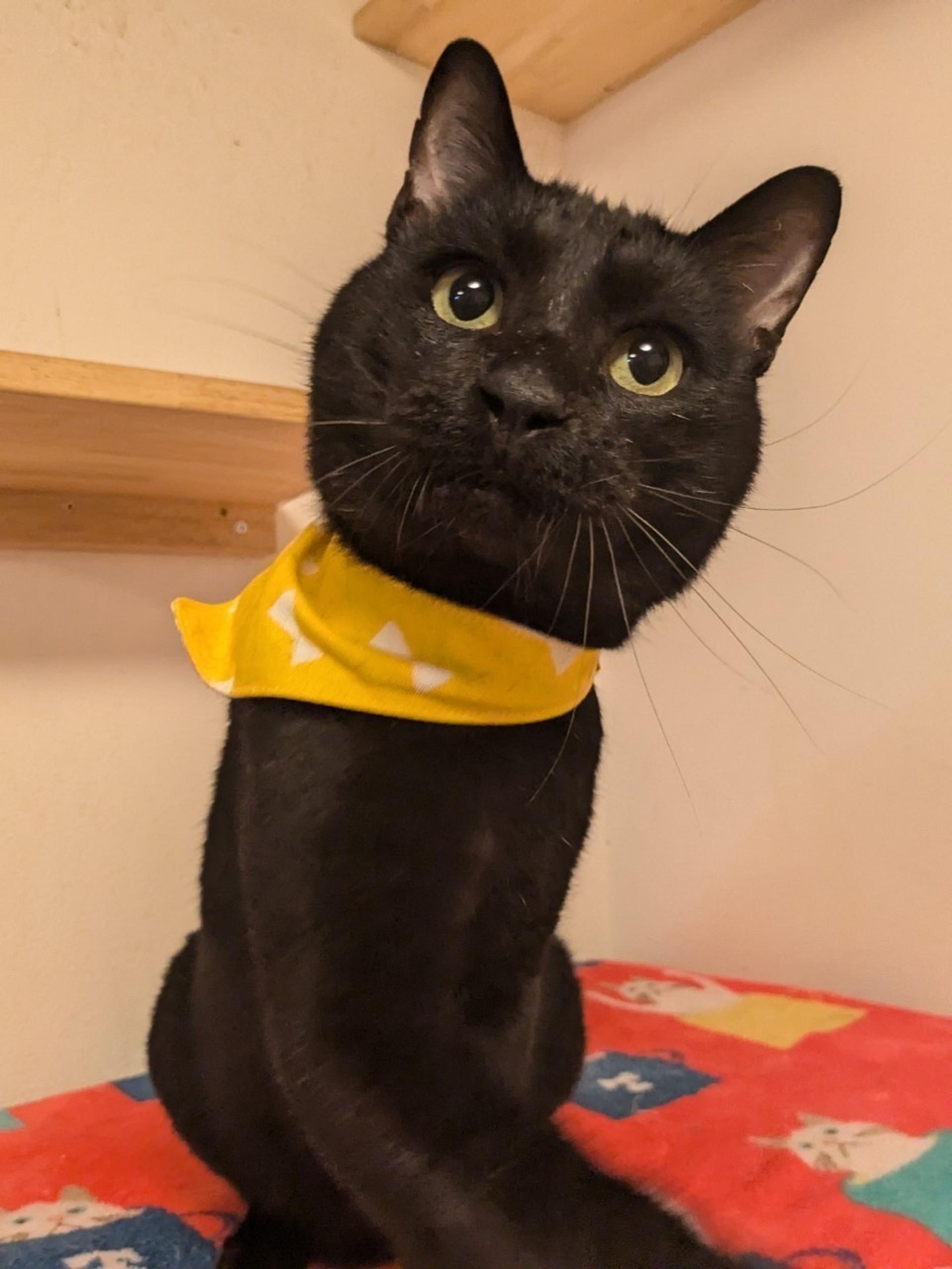 pet-image-2