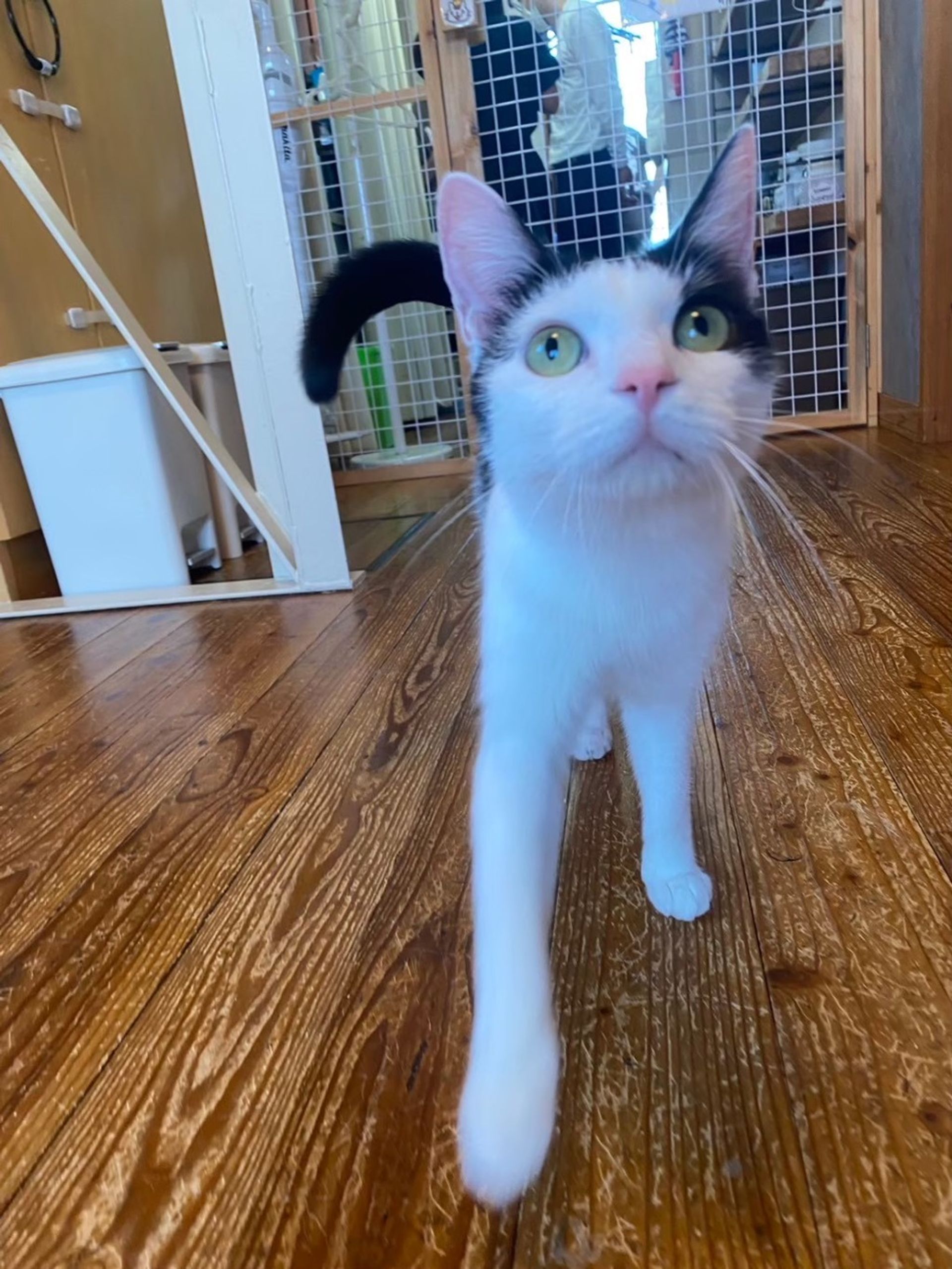 雑種（ミックス猫）・メスの里親募集の写真