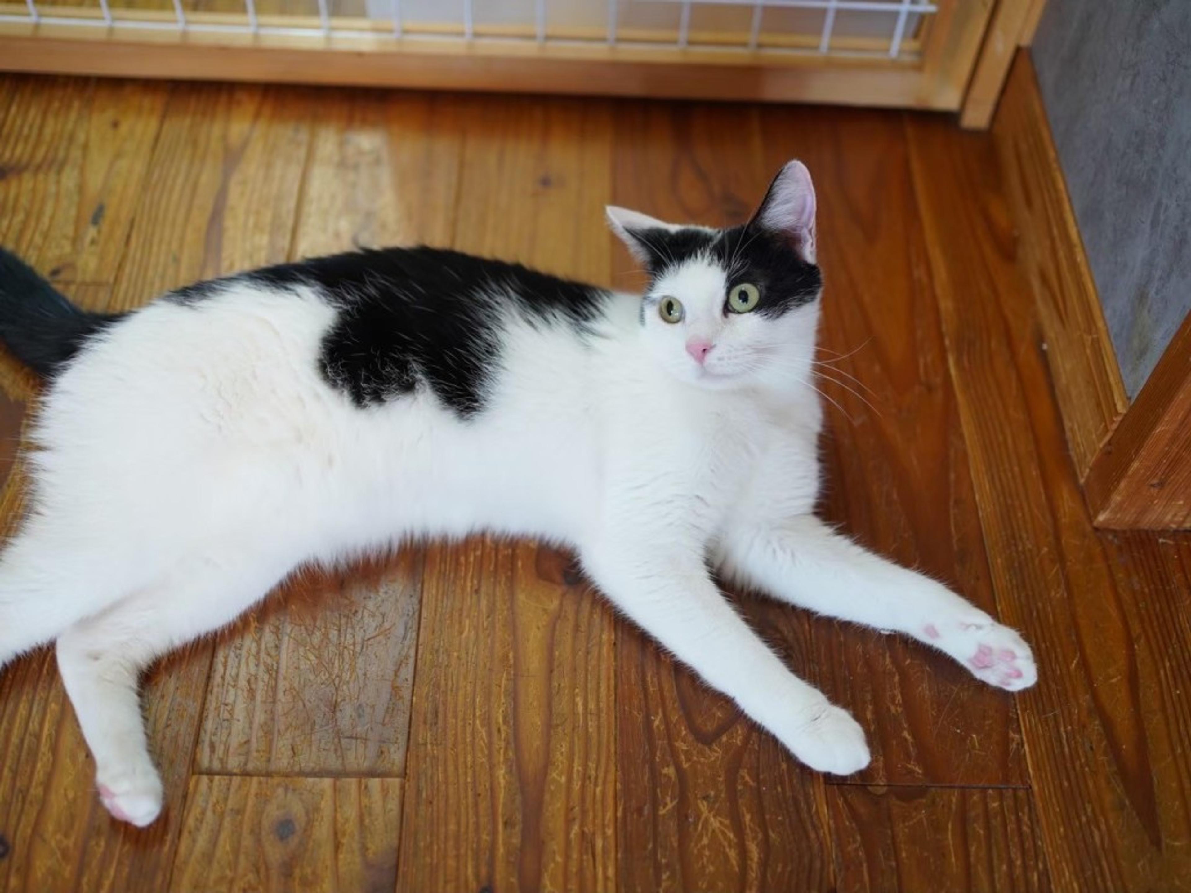 pet-image-2