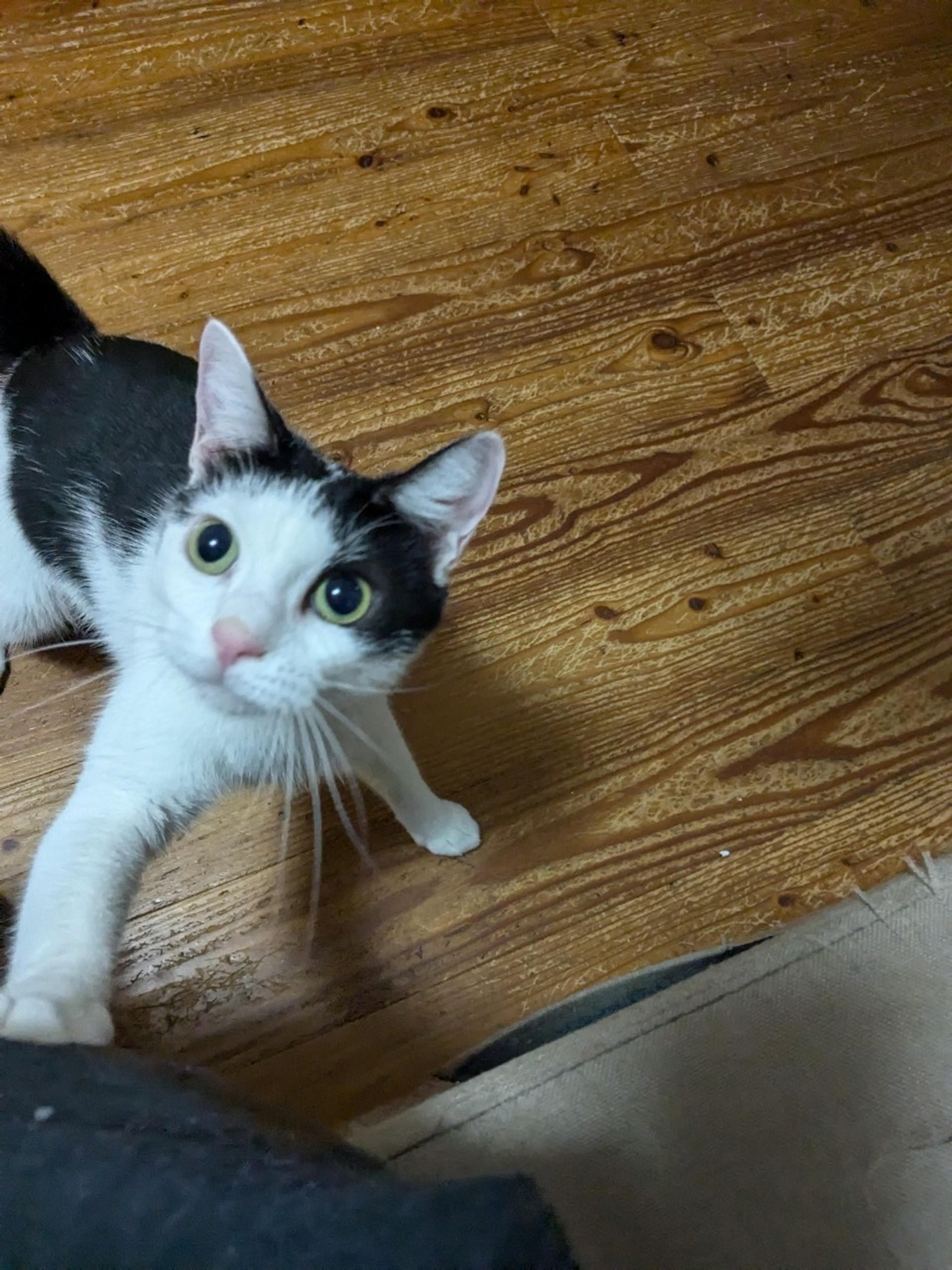 pet-image-3