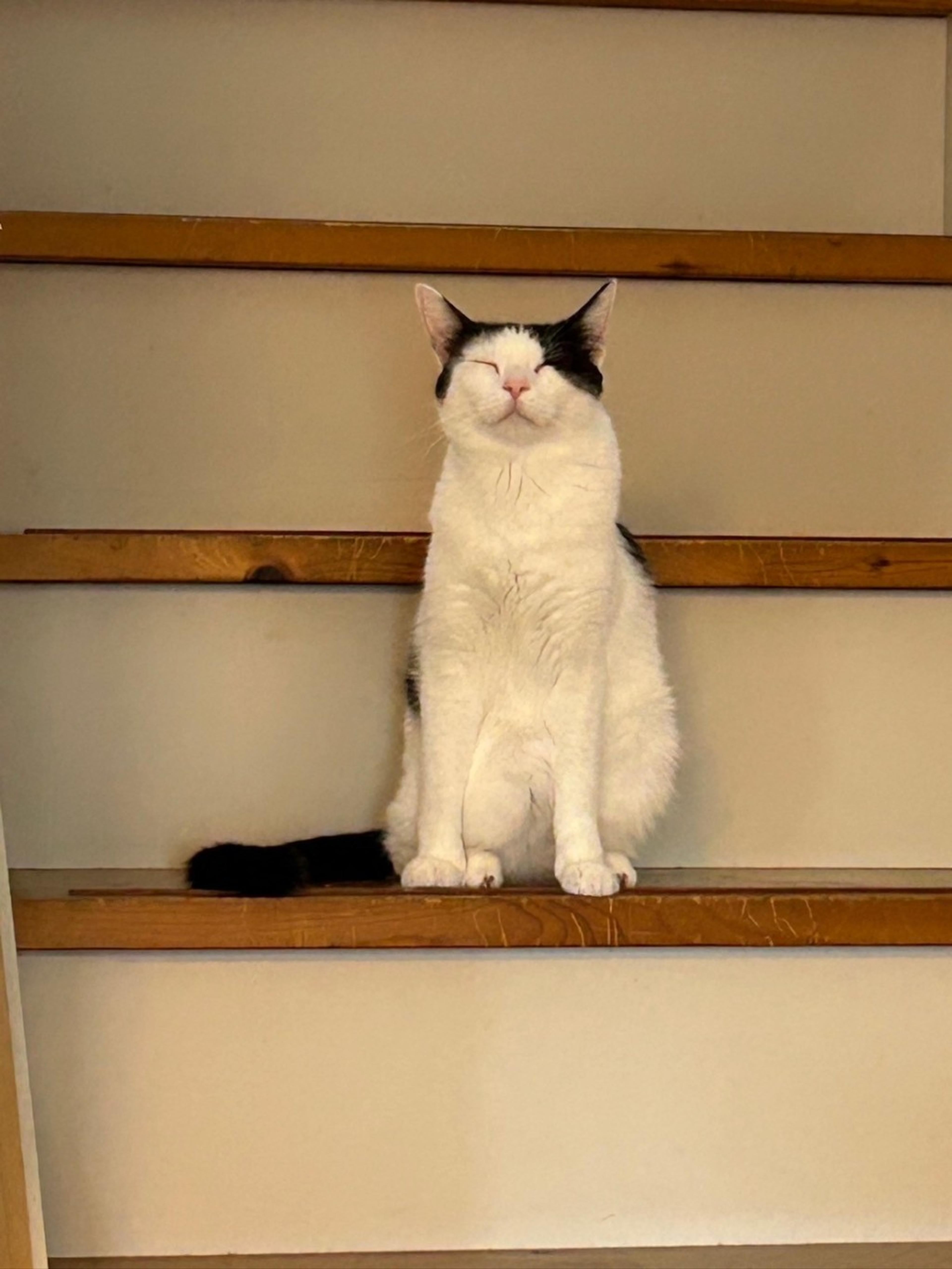 pet-image-4