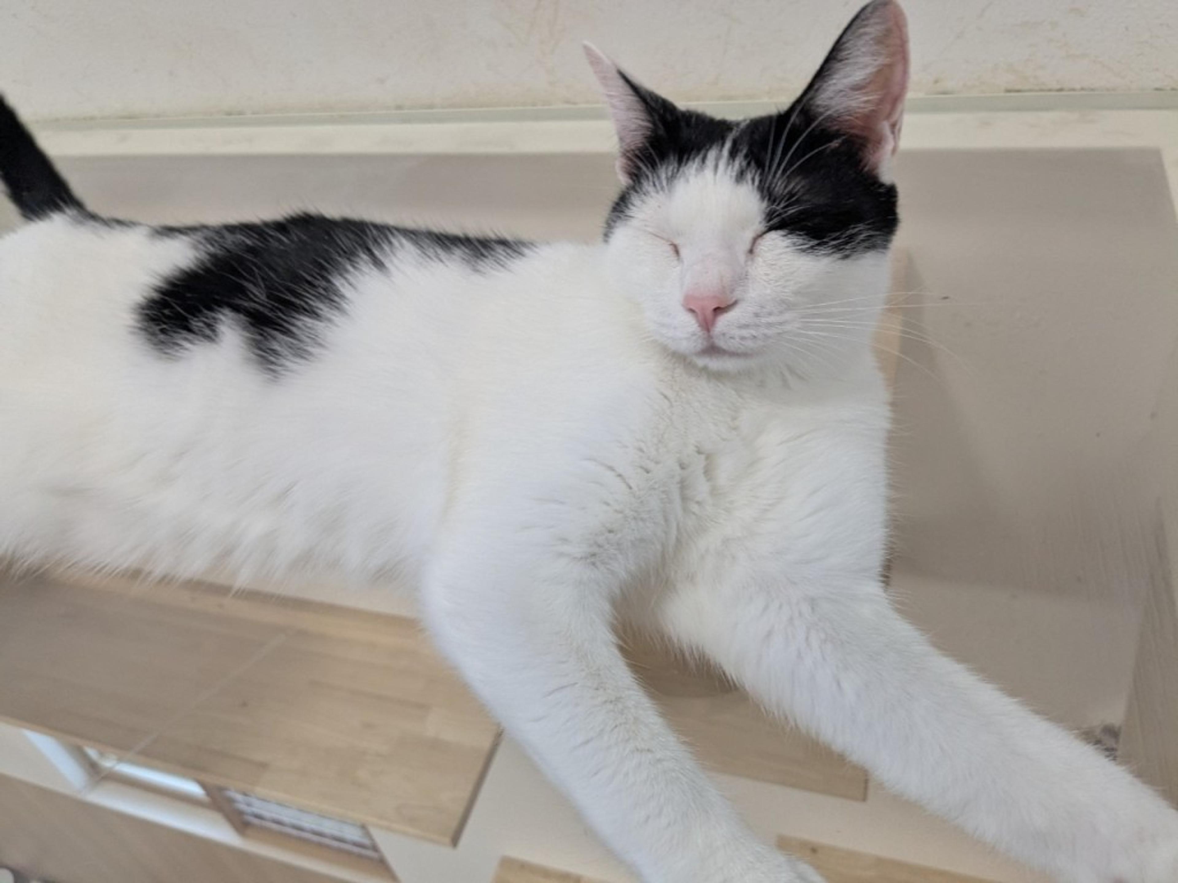 pet-image-5