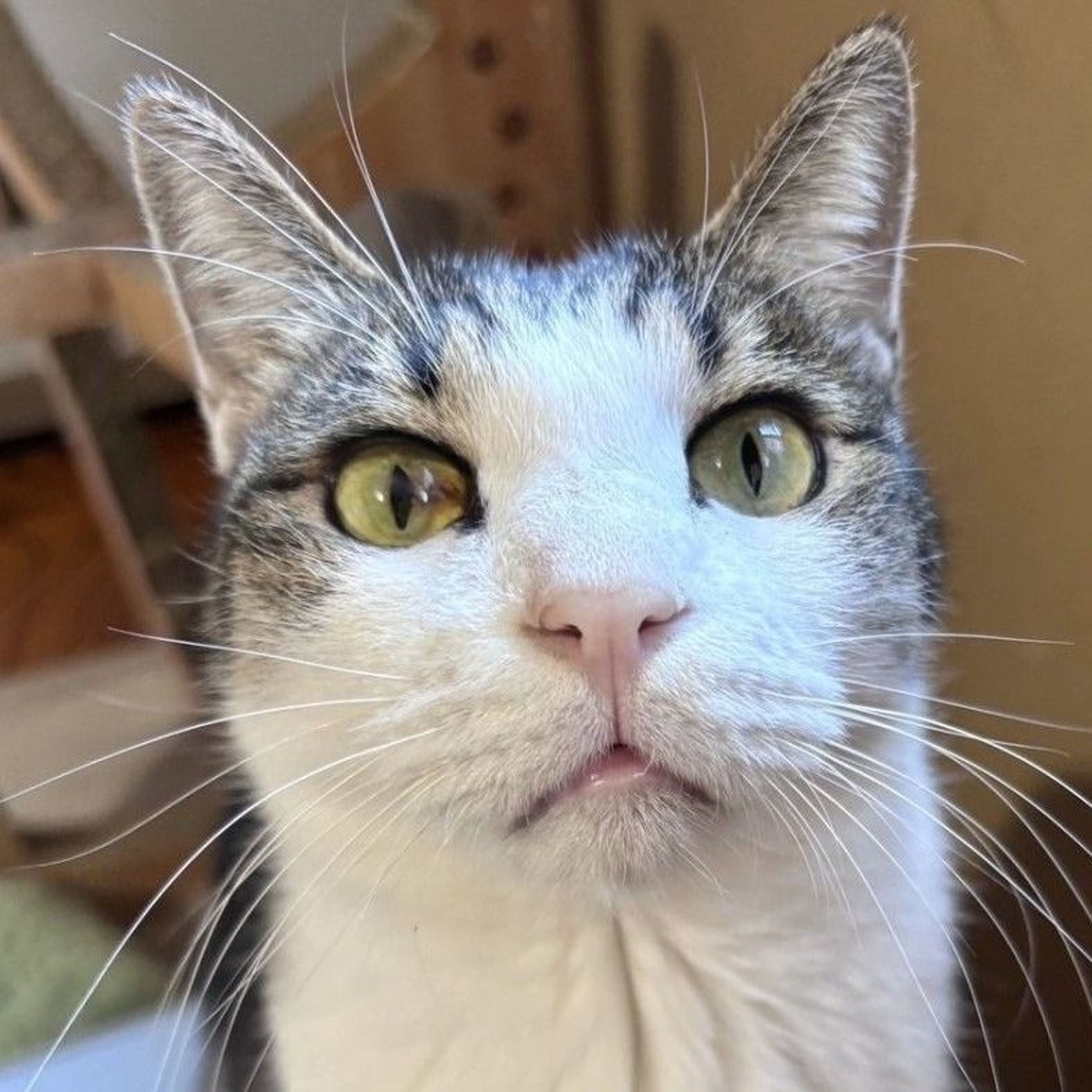 雑種（ミックス猫）・オスの里親募集の写真