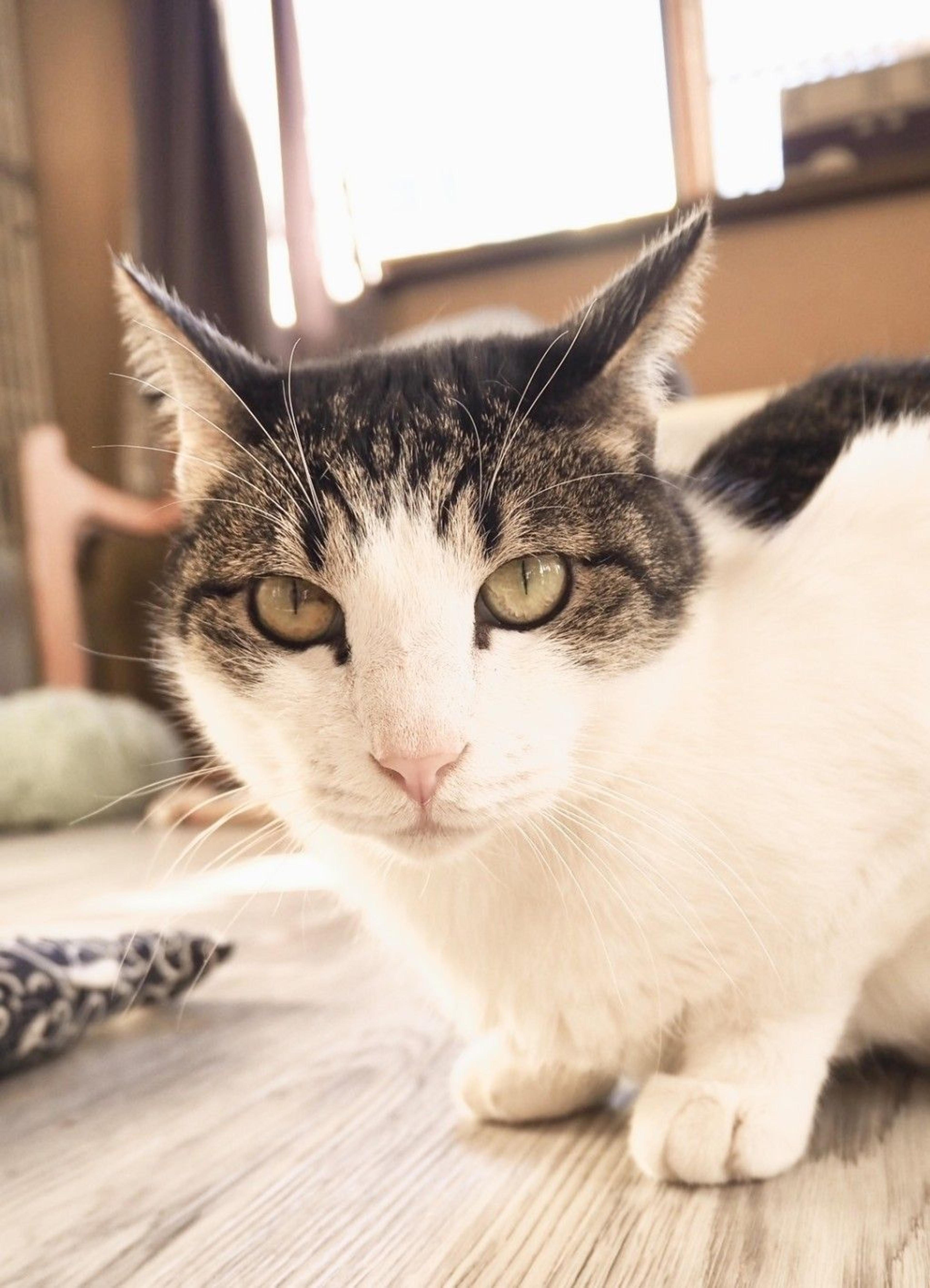pet-image-2