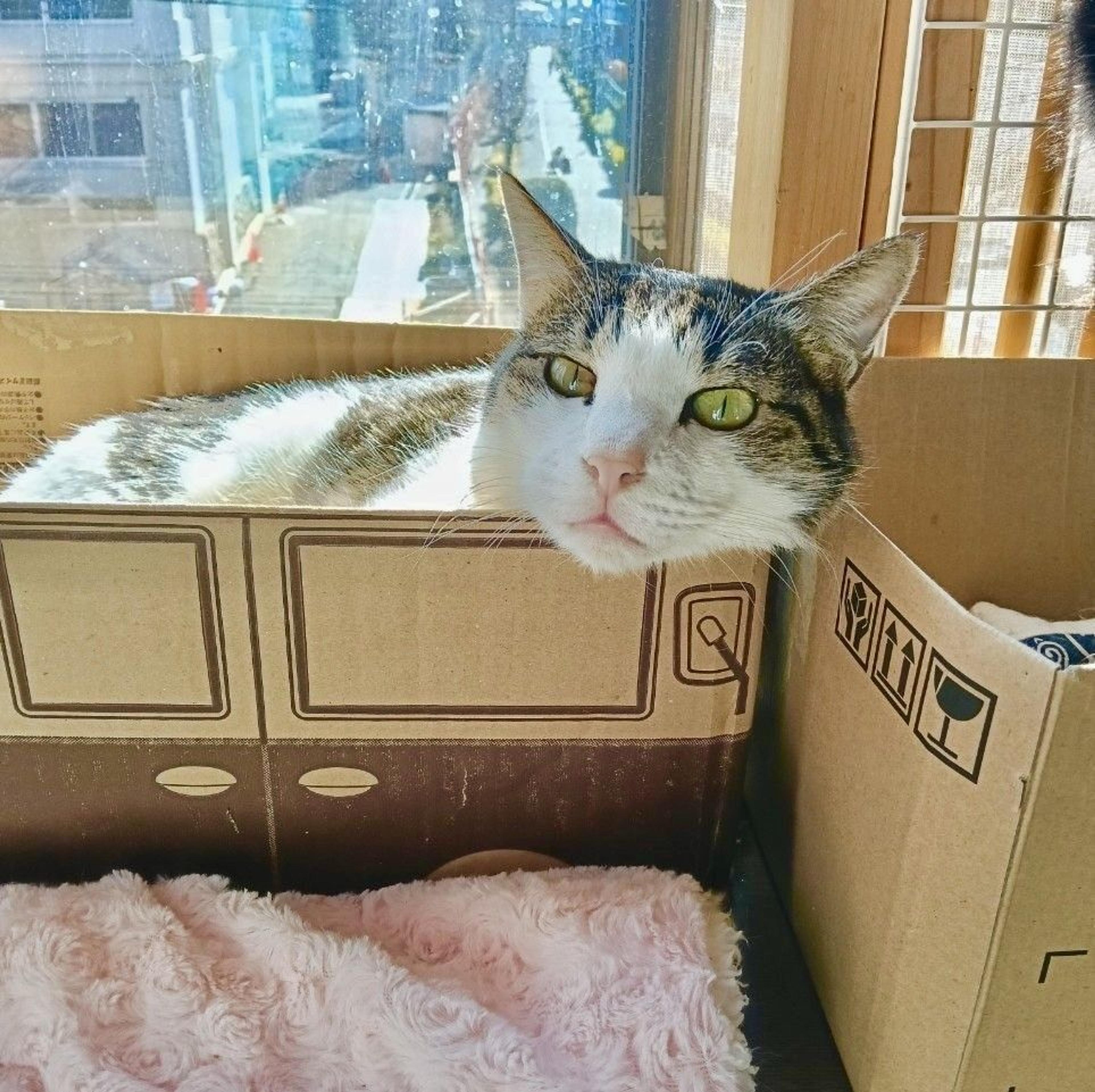 pet-image-5